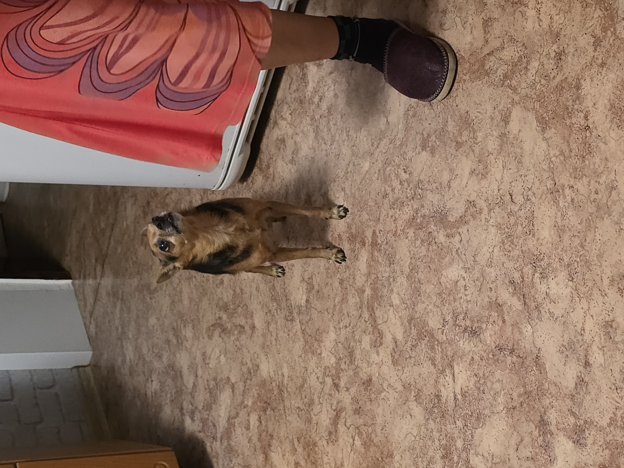 A small, tan and black dog stands on a mottled pinkish-brown linoleum floor. The dog is looking upwards, with its mouth slightly open. To the right of the dog, a person's lower leg and foot are visible. The person is wearing a dark sock and a dark purple slipper. The person is also wearing a bright pink skirt with a large, abstract flower pattern in shades of orange and purple. The background shows a white appliance, possibly a refrigerator, and a portion of a wooden cabinet. The scene appears to be indoors, likely in a home. There is no specific indication of the location being in Qarabalıq, Kazakhstan.