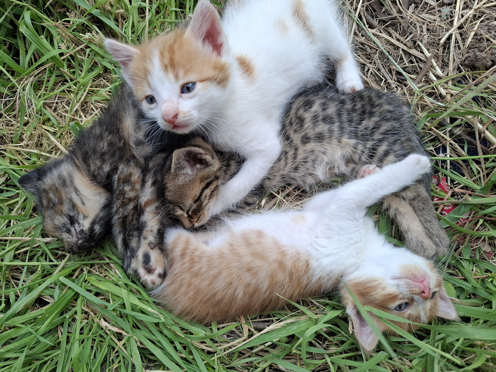 The image shows a pile of four kittens resting in green grass with some dry grass and dirt in the background. One kitten is orange and white and lying on its back. Another is orange and white and resting on top of a tabby kitten and another kitten. The tabby kitten is lying beneath the orange and white kitten, and the other kitten is dark brown.