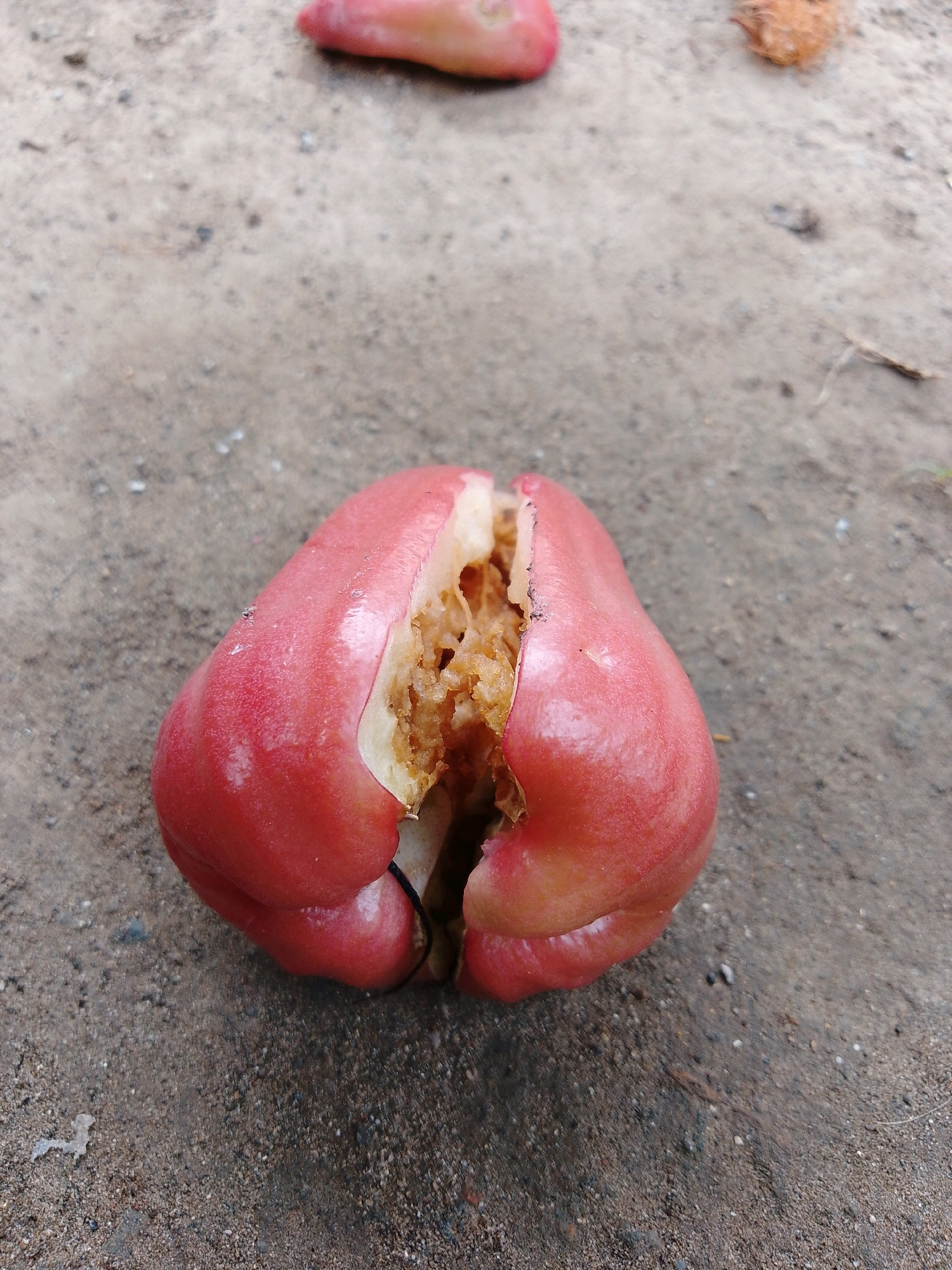 A close-up, eye-level shot shows a single, ripe, reddish-pink rose apple that has been split open, revealing its light brown, stringy interior. The fruit is resting on a dry, sandy ground with small pebbles. In the blurred background, another similar fruit is visible, as is a small piece of coconut husk. The overall scene is outdoors, likely in a natural or semi-natural environment, possibly in Cikal, Indonesia, given the context.