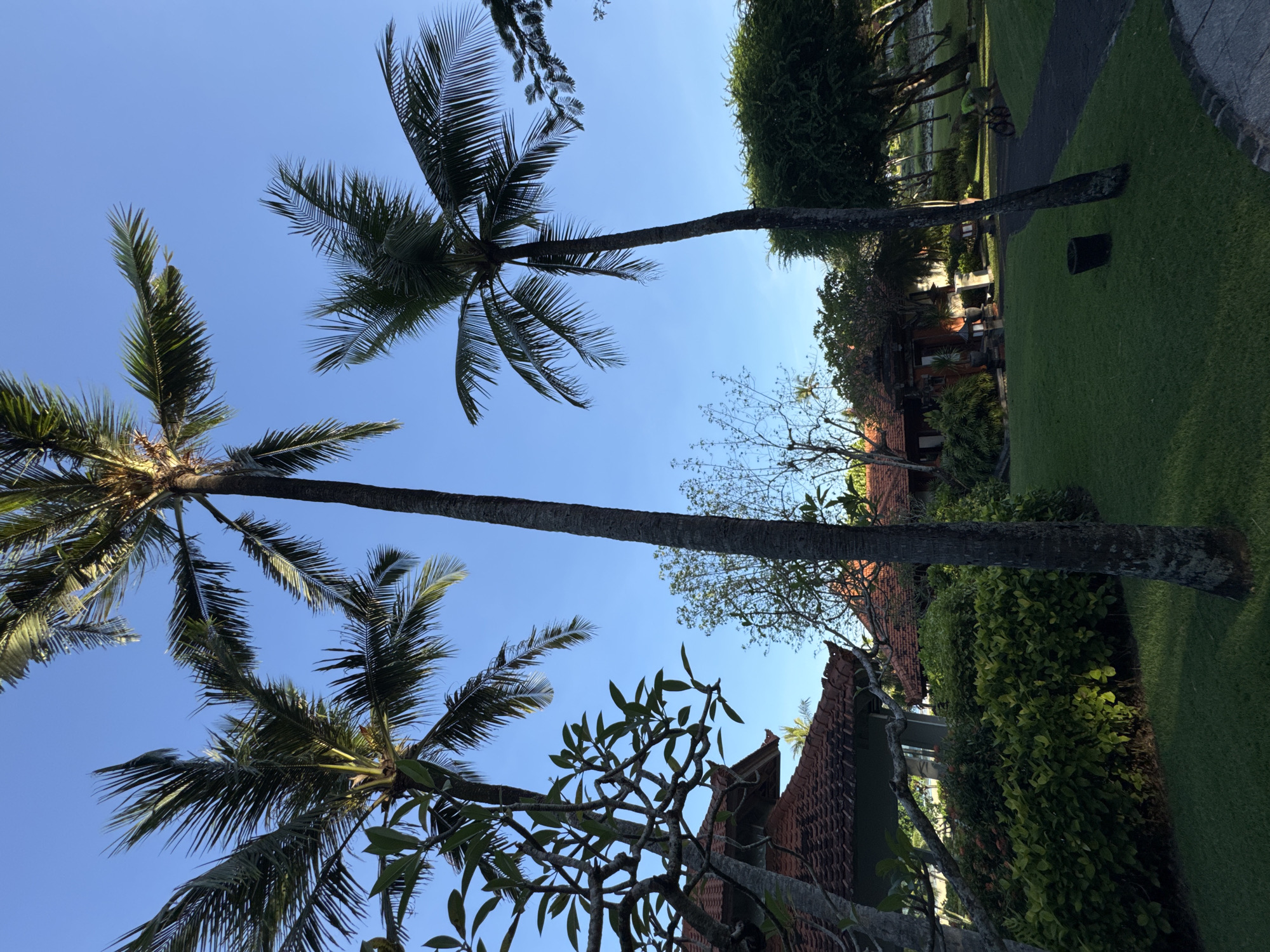 The image depicts a scene in Kuta Selatan, Indonesia. Two tall palm trees dominate the view, their trunks extending high into a clear blue sky. The trees are laden with green fronds. In the background, low buildings with terracotta tiled roofs are partially obscured by lush greenery, including bushes and other trees. A well-maintained green lawn is visible.