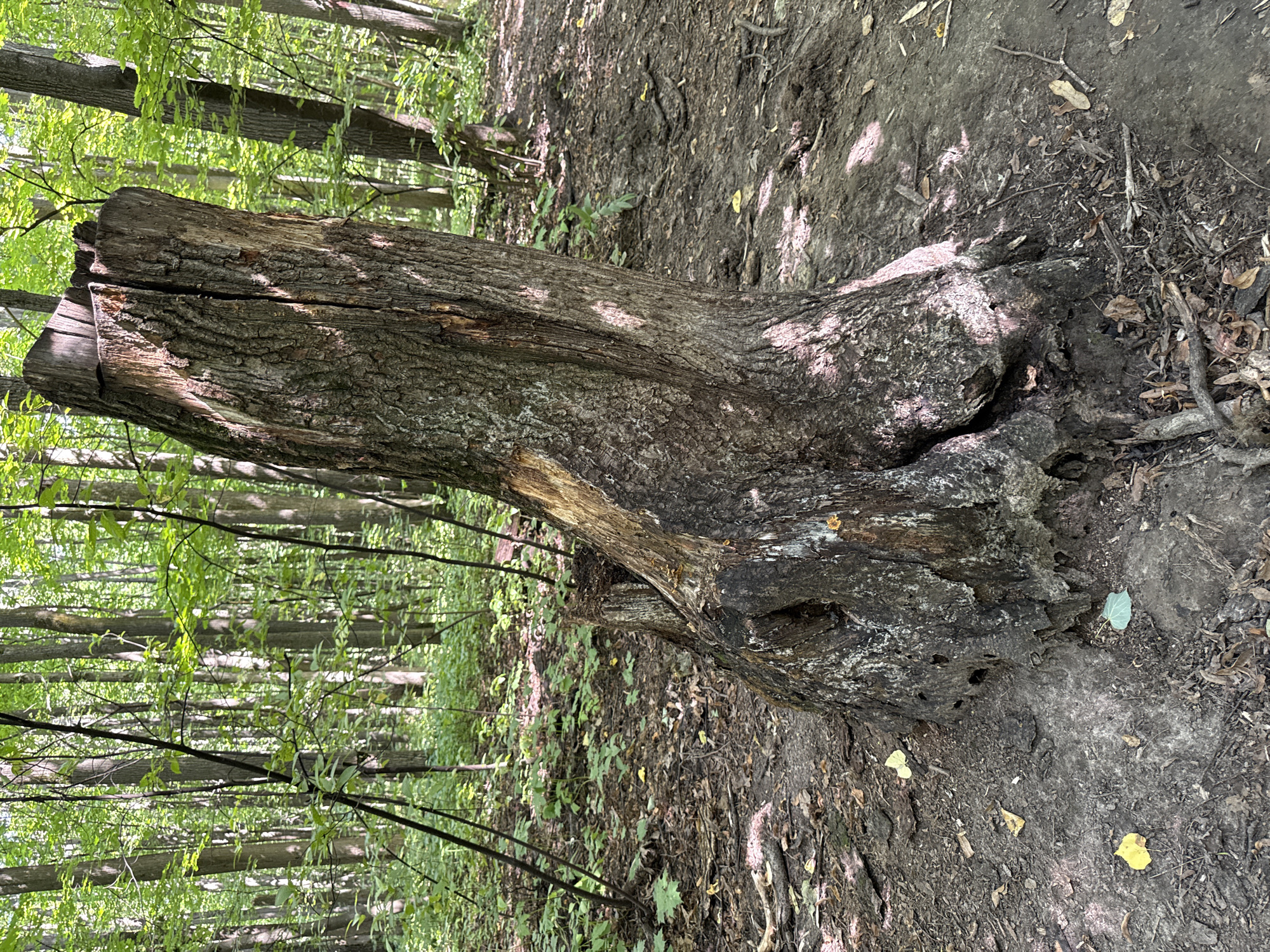 A sunlit forest scene in Kazan, Russia, features a prominent, weathered tree stump in the foreground. The stump is tall and split down the center, with rough, textured bark. Surrounding the stump, the forest floor is covered in dry leaves, twigs, and dirt. The background is dense with tall trees, their leaves forming a green canopy overhead, allowing dappled sunlight to filter through. The overall impression is one of a natural, somewhat untamed woodland environment within the city. There are no people or animals visible in the image.