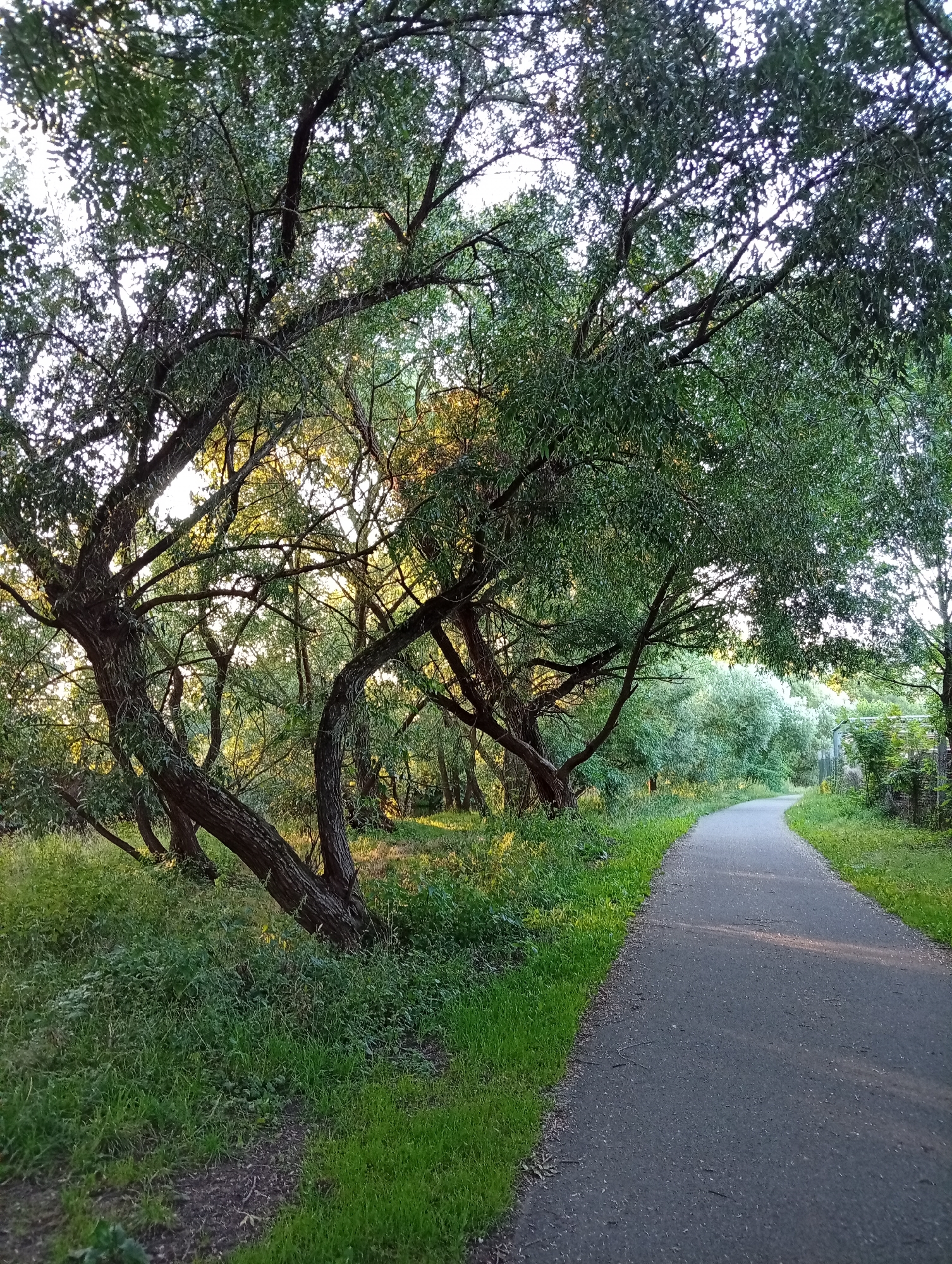A paved walking path curves through a sun-dappled park area in Tišnov, Czechia, with lush green grass and mature trees flanking its sides. The path appears to be made of asphalt and shows some texture and minor debris. On the left, large trees with thick, gnarled trunks and dense foliage dominate the foreground, their branches reaching towards the sky and filtering the sunlight. The grass is thick and varied, with some patches of darker soil visible. The background reveals more trees and vegetation, creating a sense of depth and natural beauty. On the right side of the path, a fence and a metal structure, possibly part of park infrastructure or a small building, are partially visible amidst the greenery. The overall impression is one of a tranquil, natural setting within a park environment.