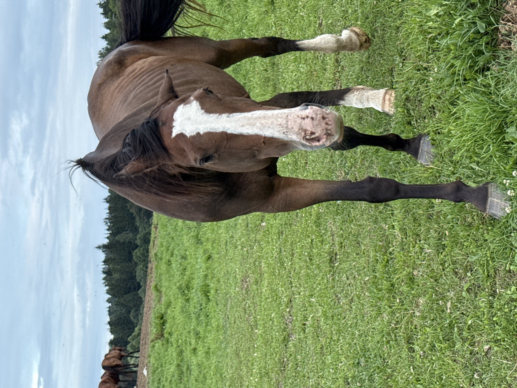 A brown horse with a white blaze on its face and white socks on its hind legs stands in a grassy field. The horse is looking towards the camera and appears to be walking. In the background, there is a line of trees and a cloudy sky. Several other horses can be seen in the distance, further back in the field. The image is taken from a low angle, looking up at the horse. The location is the city of Galinė, Lithuania.
