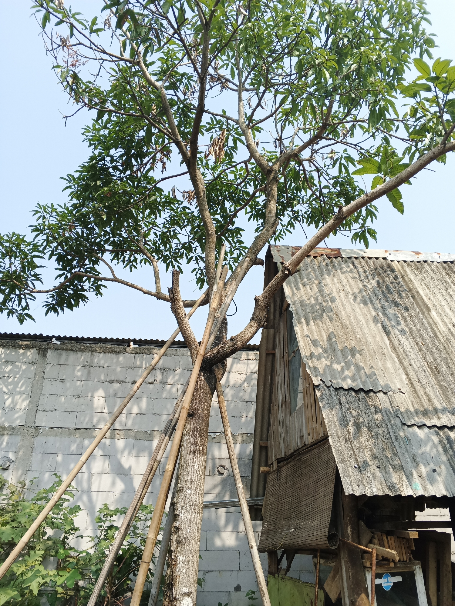 In Warungkiara, Indonesia, a tree with green foliage and some dried seed pods is supported by several bamboo poles. The tree trunk is rough and textured. Behind the tree, a wall constructed of white cinder blocks runs horizontally. To the right of the tree and partially obscuring the cinder block wall is a rustic structure with a corrugated metal roof that appears weathered and worn, showing signs of age and possibly rust. The structure is made of wood and bamboo elements. A woven bamboo mat is visible as a covering on one section of the structure. The sky above is clear and blue. Green foliage from smaller plants is visible at the base of the tree and alongside the cinder block wall. The scene is outdoors, under daylight conditions.