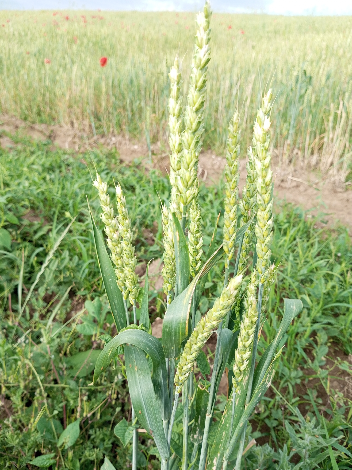 In an outdoor scene in an unknown city, a close-up view focuses on several stalks of green wheat in the foreground. The wheat heads are still developing, appearing as elongated clusters of green grains with some lighter yellow and white speckling. Long, green leaves extend from the stalks, some showing a slight curve. The background is a blur of a wheat field, with a faint scattering of red poppy flowers visible in the distance. The ground beneath the wheat stalks is covered in more green vegetation, interspersed with patches of dry soil. The sky above is overcast and light.
