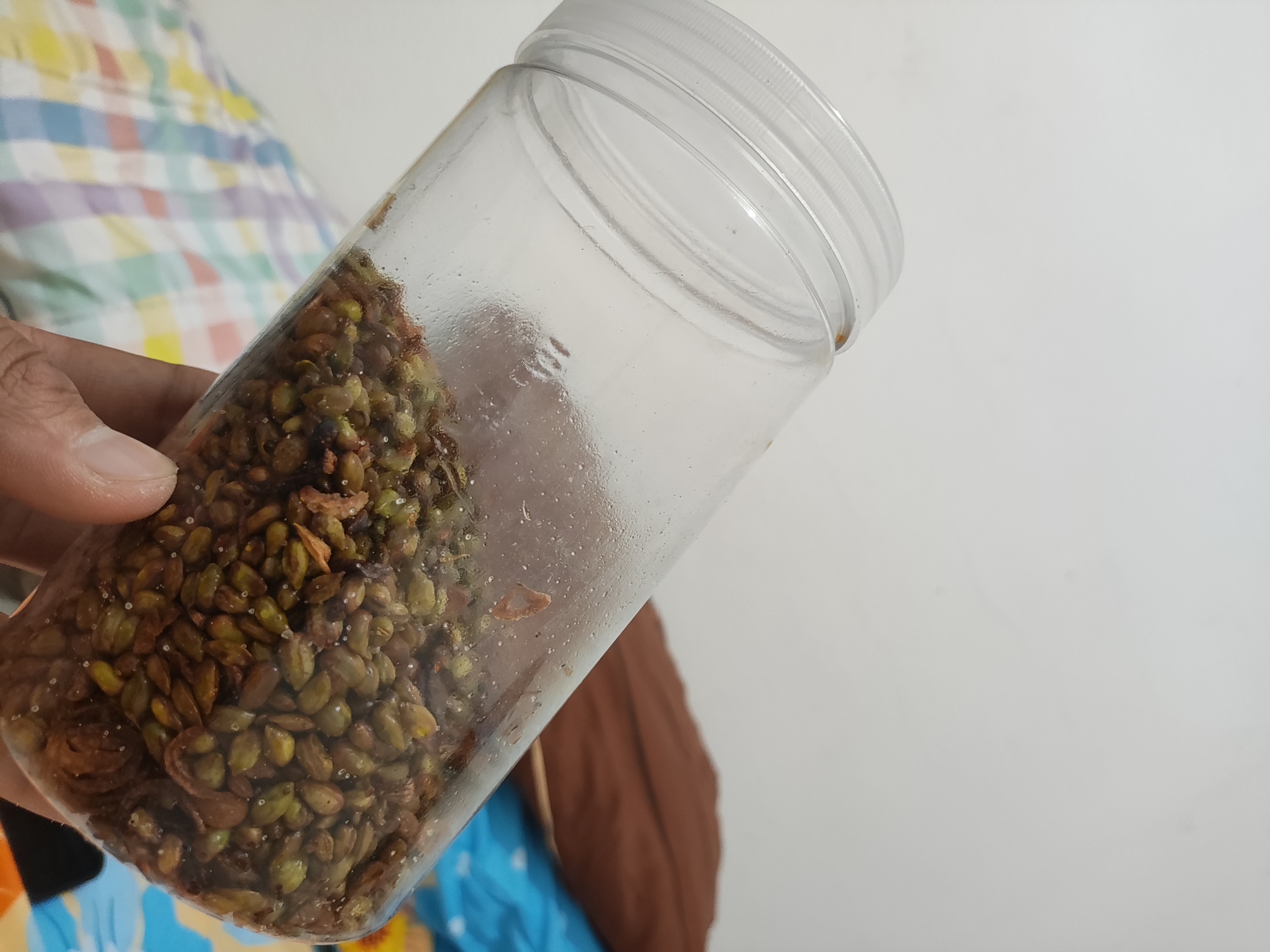 A hand is holding a clear plastic jar filled with green and brown seeds, some appearing dried and shriveled. The jar has a white plastic lid and is tilted. The background shows a white wall and a person wearing a colorful, plaid shirt. The scene appears to be indoors, possibly in a residential setting.