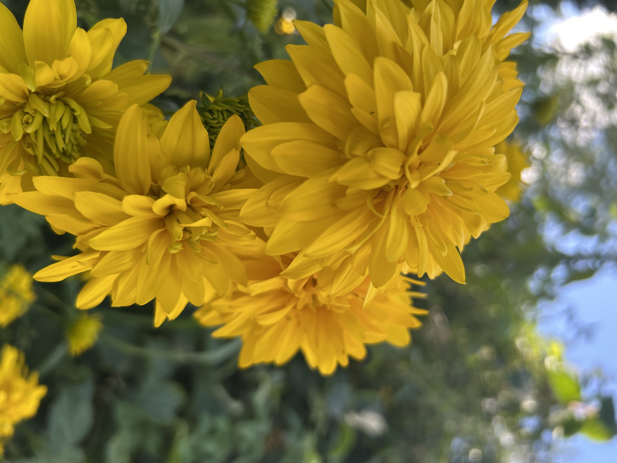 A close-up, vertical, eye-level shot captures a cluster of bright yellow, fully bloomed flowers against a blurred green foliage and blue sky background. The flowers, possibly double coneflowers or rudbeckias, have numerous tightly packed, elongated petals that radiate from a central disc. The foreground is dominated by these vibrant yellow blooms, with one flower in sharp focus on the left, and others slightly out of focus to its right and bottom. A few small, unopened green buds are visible amongst the blossoms. The background consists of soft, out-of-focus green leaves and branches, with hints of a bright sky peeking through. No people or animals are present. The image appears to be taken outdoors in a garden or natural setting, likely during daytime with natural lighting, given the bright colors and soft shadows. The scene is peaceful and visually dominated by the warm tones of the flowers. The location is the city of Kalitsino, Russia.