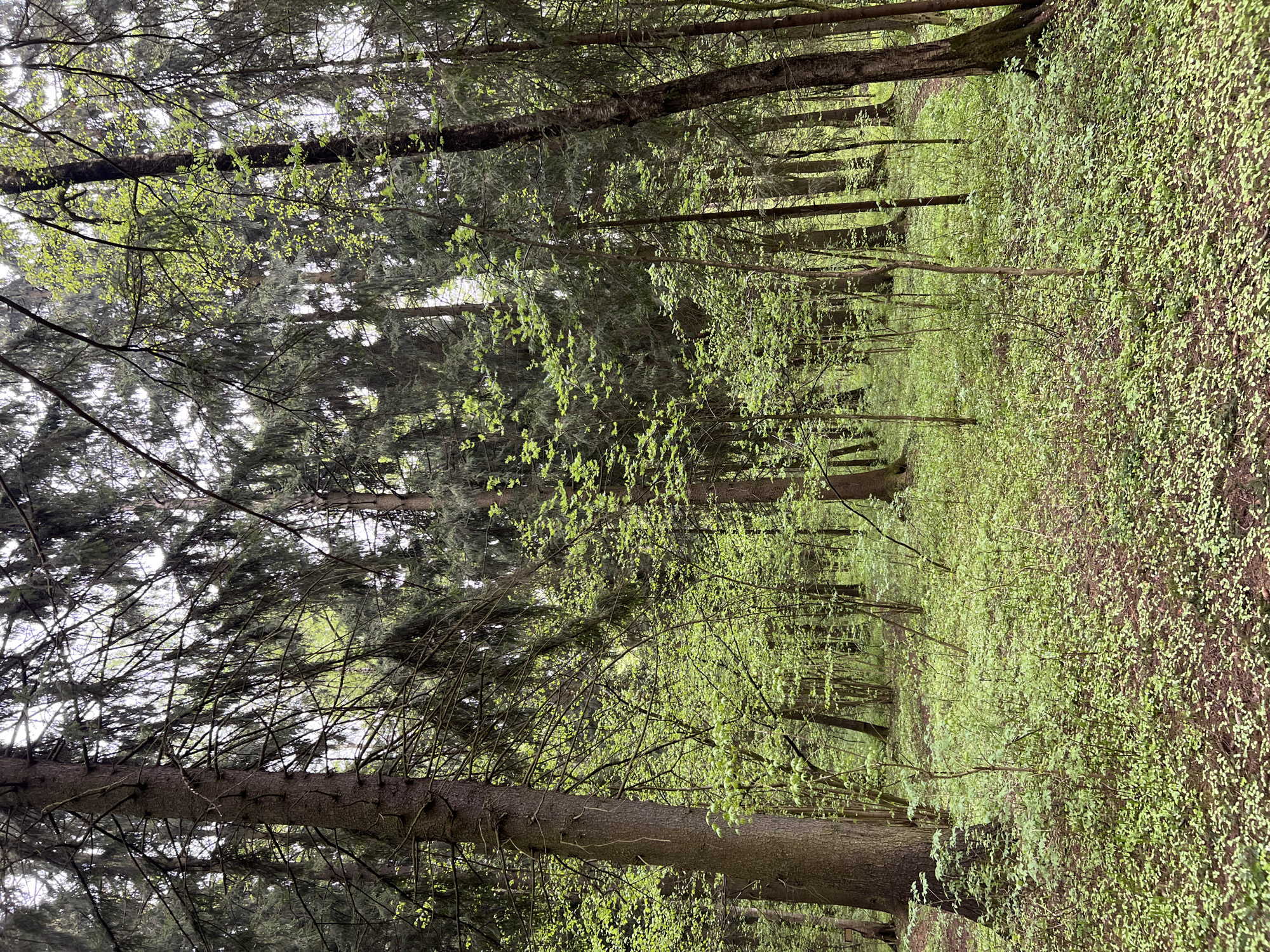 The image depicts a forest scene, likely in a park or woodland area. The foreground shows a dense ground cover of small green plants. Several tall trees with thick trunks rise vertically, their branches reaching upwards and forming a canopy. Some branches are bare, while others are sprouting new green leaves. The lighting suggests it is daytime, with sunlight filtering through the trees. In the background, more trees are visible, indicating a continuous stretch of forest. There is no indication of any specific location, including Vnukovo, Russia. No people, objects or actions are visible.