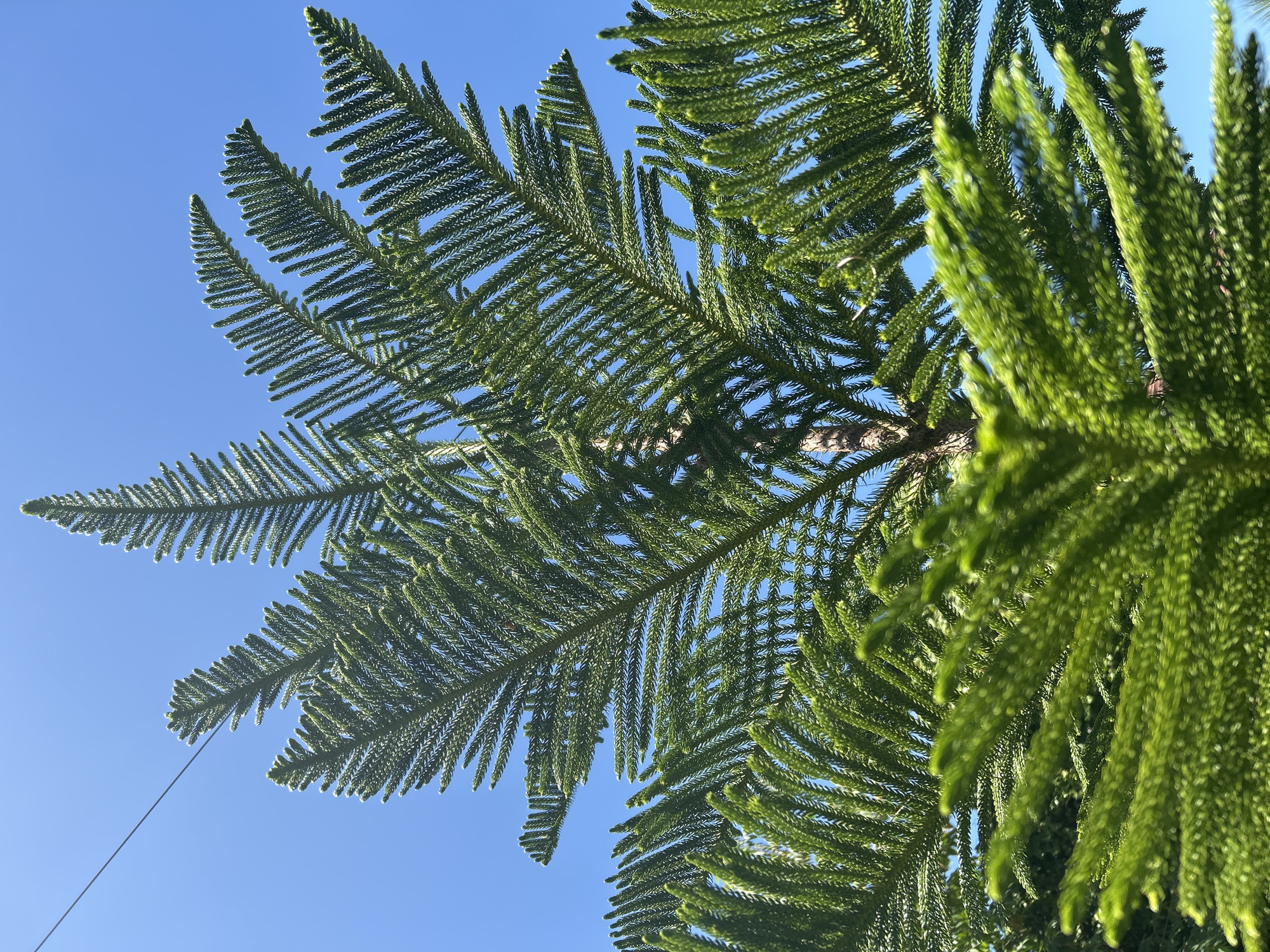 The image captures the upward view of a Norfolk Island Pine tree against a clear blue sky, likely in the city of Lhokseumawe, Indonesia. The tree's branches are lush and green, with a distinctive layered, fern-like appearance. The bright sunlight illuminates the needles, creating a textured effect. A thin wire or cable cuts across the lower left portion of the sky. The focus is on the tree's foliage, with the sky providing a simple, unadorned backdrop.