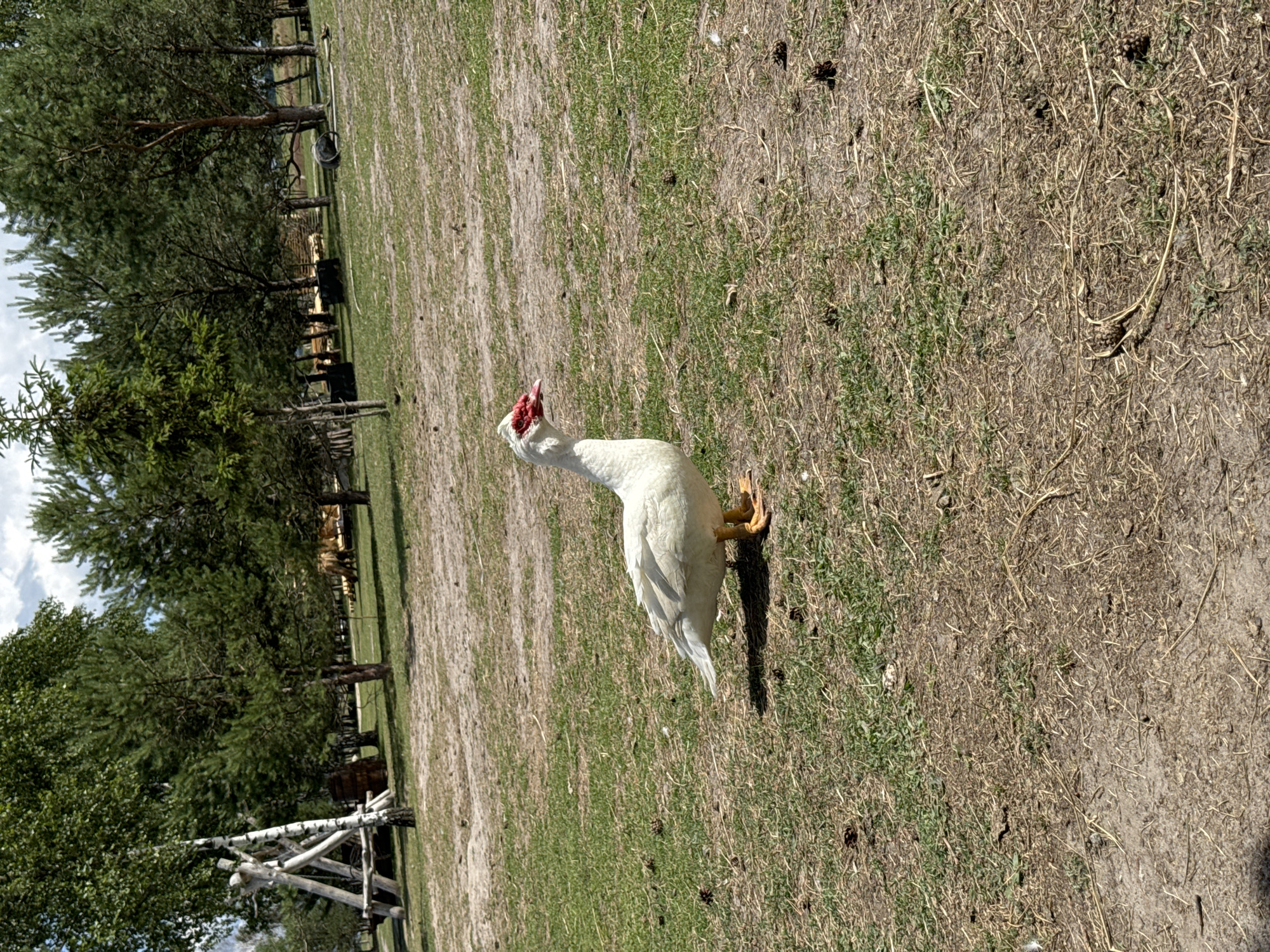 A white duck with red facial caruncles stands on dry, patchy grass in what appears to be a rural or park setting. The duck is facing to the left, with its head tilted slightly upwards. Its yellow feet are visible. The background consists of a grassy field with scattered pine trees and a cloudy sky. In the distance, behind the trees, there are hints of wooden structures and what might be farm animals. The image is oriented vertically, with the duck positioned in the lower right quadrant. The lighting suggests it is daytime, likely under a bright sun due to the strong shadows cast by the duck. The overall scene is one of a natural, outdoor environment. There is no visible text in the image.