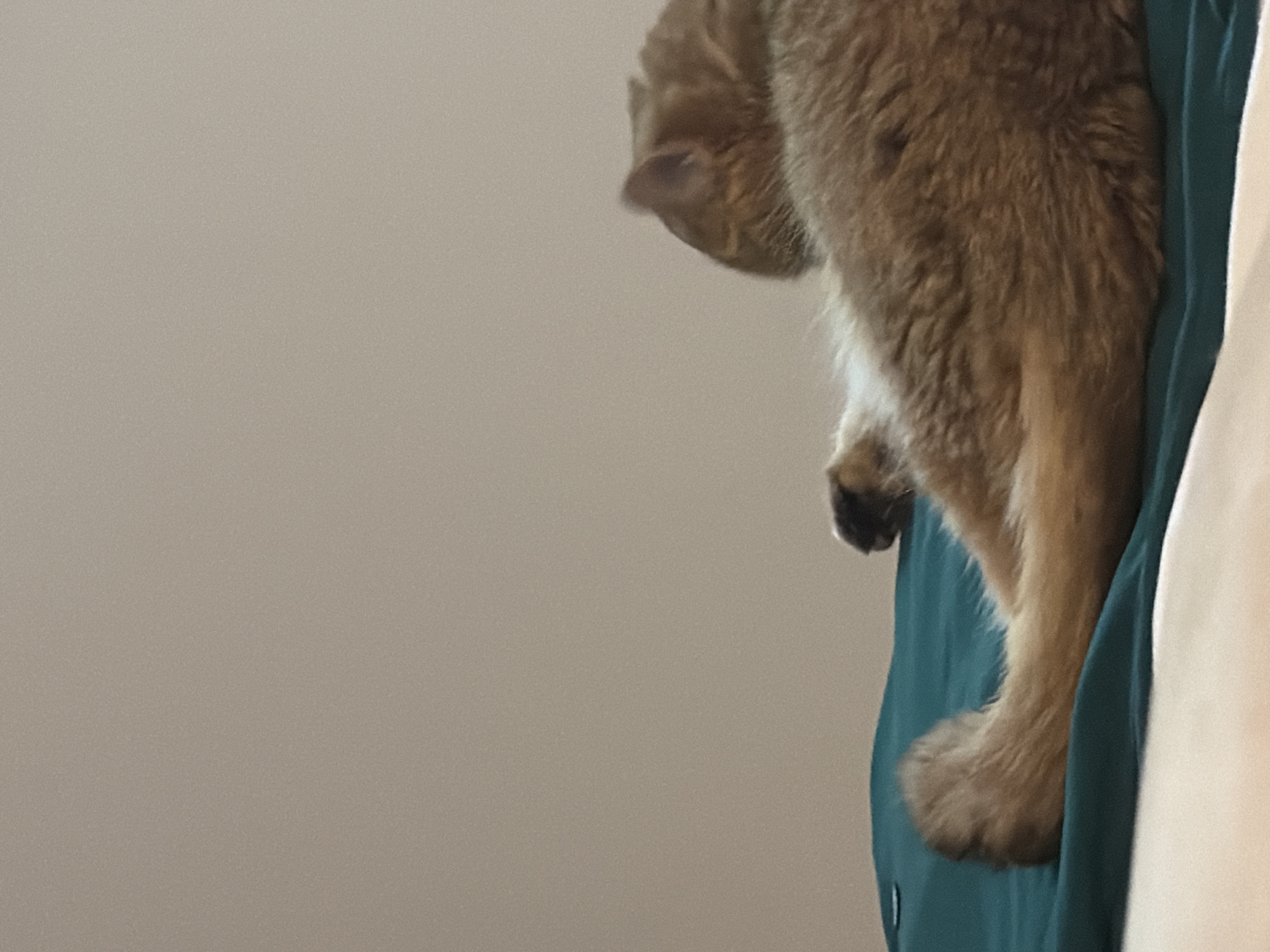 The image depicts an orange cat lying on a teal blanket, with a beige wall in the background. The cat is positioned in the lower right quadrant of the frame, facing away from the camera and towards the left. Its tail curls upwards. The cat's fur is orange with some white patches visible. The blanket is a solid teal color and appears to be draped over a surface, possibly a bed. The beige wall behind the cat is smooth and unfurnished. The lighting suggests an indoor environment. There is no indication of the cat's location in Đà Nẵng, Vietnam.