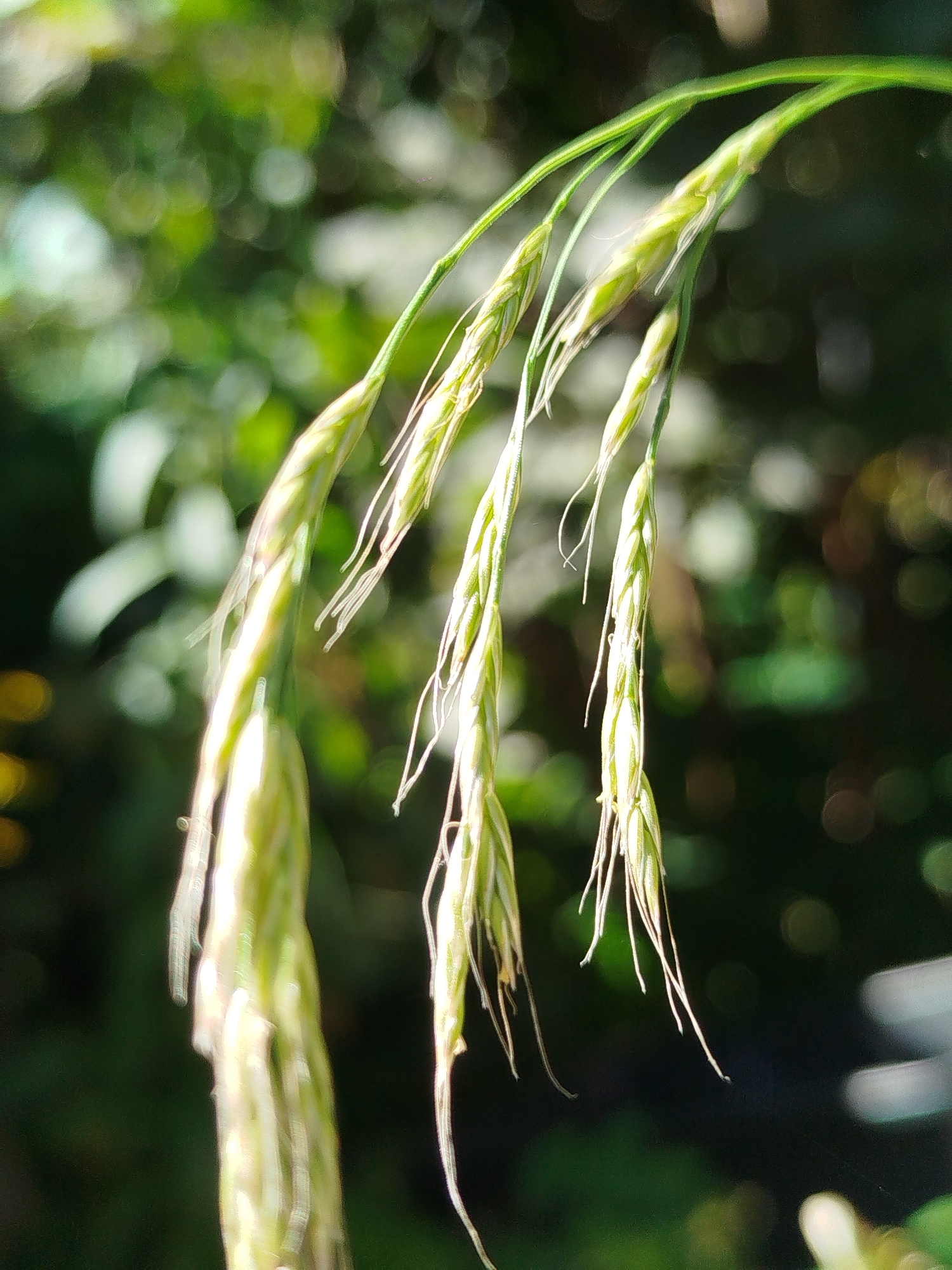 A close-up, detailed photograph captures a drooping stem of grass with multiple seed heads. The grass is a pale green, almost yellow, with individual florets clearly visible, each tapering to a fine awn. Delicate, white, thread-like structures, likely the stigmas or remnants of them, extend from some of the seed heads. The background is blurred, creating a bokeh effect with soft circles of light in shades of green and darker tones, suggesting an outdoor, natural environment. The lighting appears to be natural daylight, highlighting the textures and delicate features of the grass. The scene is static, with no discernible action or interaction. The location is identified as Chkalovskoye SNT, Russia.