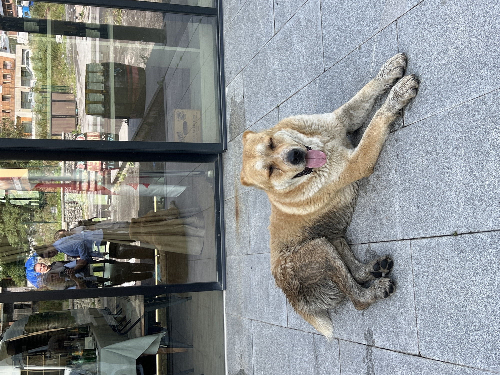 A large, light-colored dog with closed eyes and its tongue hanging out rests on a grey, tiled outdoor patio. The dog's fur is slightly matted and appears dirty, especially on its hind legs. In the background, reflections in large glass windows show a street scene in Stepantsminda, Georgia. The reflections include a building with multiple stories, trees, parked cars, and several people. One group of people is visible near a table covered with a white tablecloth, and another person appears to be holding a phone. A large, dark-colored barrel with labels on top is also reflected in the windows. The overall environment suggests an urban or town setting with commercial activity.