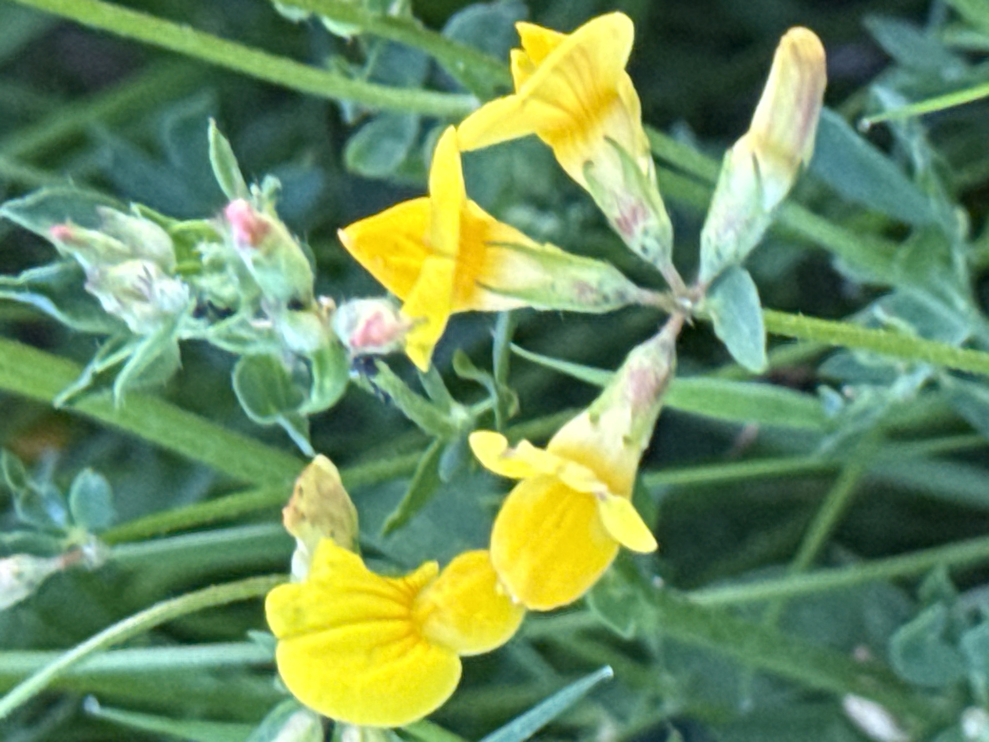 A close-up, eye-level, medium shot captures a cluster of yellow flowers with green stems and leaves, set against a blurred green background. The flowers appear to be in various stages of bloom, with some fully open and others still developing. Some of the unopened buds display pink tips. The image is taken outdoors, suggesting a natural environment. No people or man-made objects are visible. The focus is on the delicate details of the flowers and foliage. The scene could be located in a park, garden, or natural landscape within the city of Galinė, Lithuania.