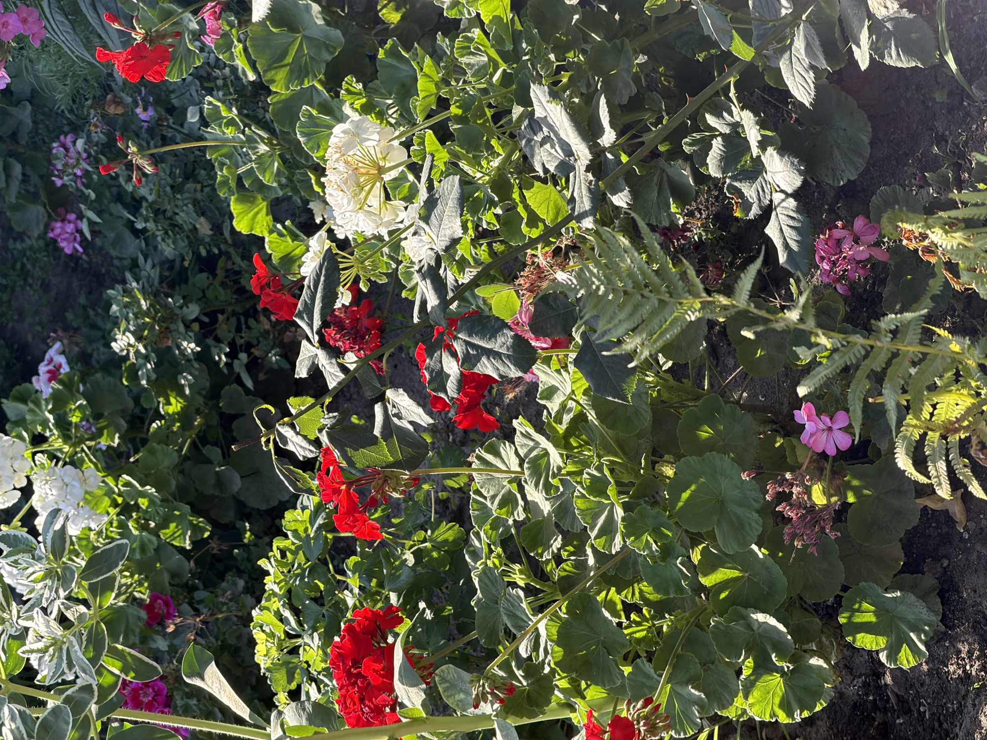 The image is a close-up shot of a flowerbed filled with various geraniums and other plants in the city of Almaty, Kazakhstan. The foreground is dominated by large, green geranium leaves, some of which are backlit by sunlight. Several clusters of red geranium flowers are visible, with some in full bloom and others as buds. There is also a white geranium cluster in the center, partially obscured by green leaves. In the lower portion of the image, a delicate fern frond emerges from the soil. In the background, more pink and white flowers and greenery can be seen, along with hints of dark soil. The overall impression is that of a vibrant and lush garden scene on a sunny day.