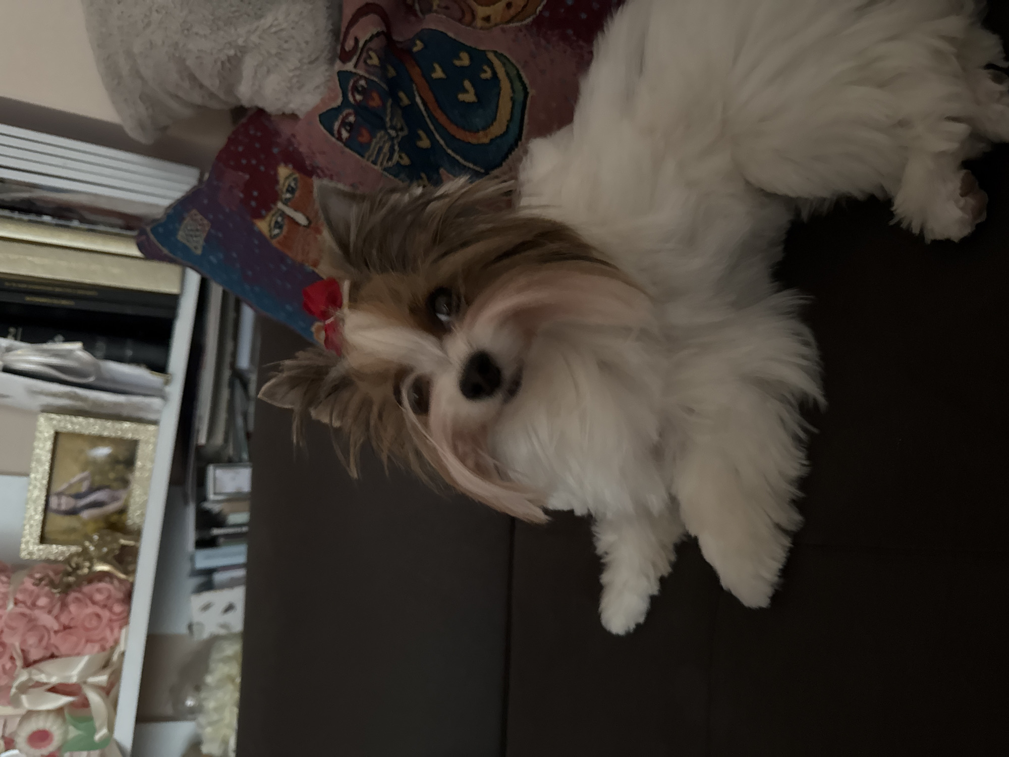 A close-up shot features a small, fluffy dog with a white and brown coat. The dog is lying on a dark brown surface, likely a sofa or bed. The dog has a small red bow on its head. Behind the dog, there is a decorative pillow with a colorful pattern. To the left of the pillow, a portion of a white shelving unit is visible. The background is blurred, making it difficult to discern specific details. The location in Plovdiv, Bulgaria cannot be determined from the image.