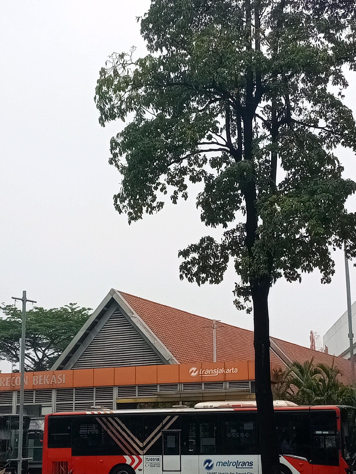 This image captures a street scene in Bekasi, Indonesia. A large tree with dark green foliage dominates the foreground and right side of the frame. Behind the tree, a bus station building with an orange facade and a tiled, triangular roof is visible. The words "RECON BEKASI" are displayed in white letters on the orange facade. To the right of this building, the Transjakarta logo and text are present. A red and black bus with white stripes is parked in front of the building. The bus displays "TJ0518" and the "Transjakarta" logo, indicating it is part of the city's public transportation system. The sky is overcast, suggesting a cloudy or possibly rainy day.
