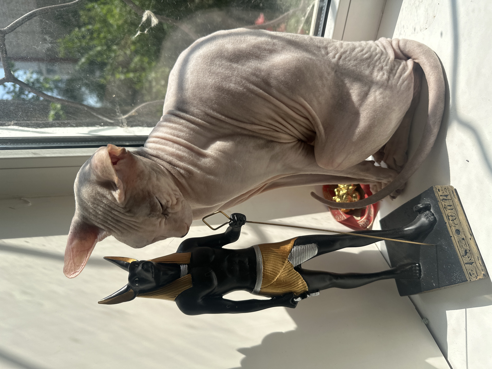 A light-skinned Sphynx cat sits on a white windowsill next to a statue of the Egyptian god Anubis. The cat is facing the statue, with its eyes closed and head tilted down. The statue is black with gold accents and holds a staff in its right hand. Sunlight streams in from a window behind the cat and statue, casting shadows on the wall. The background outside the window is blurred green foliage. The windowsill itself appears to be made of white marble. The scene takes place indoors, likely in a residential setting. No specific location in Togliatti, Russia can be determined from the visual information provided.