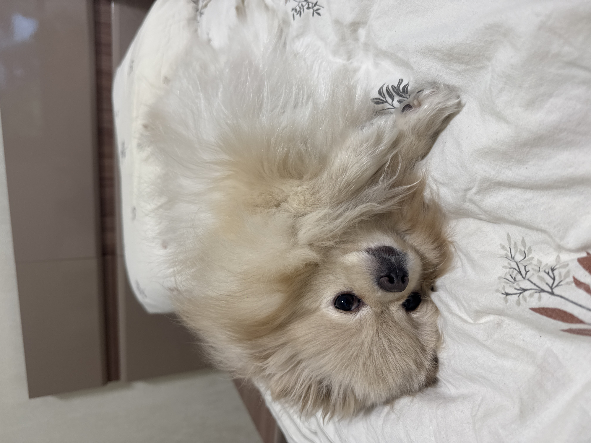 A Pomeranian dog is lying on its side on a white duvet with a subtle floral pattern. The dog is facing the camera with its head tilted, exposing its right eye and ear. Its fur is a light cream color and appears fluffy. The background consists of a beige headboard and wall. The scene is indoors, likely in a bedroom.