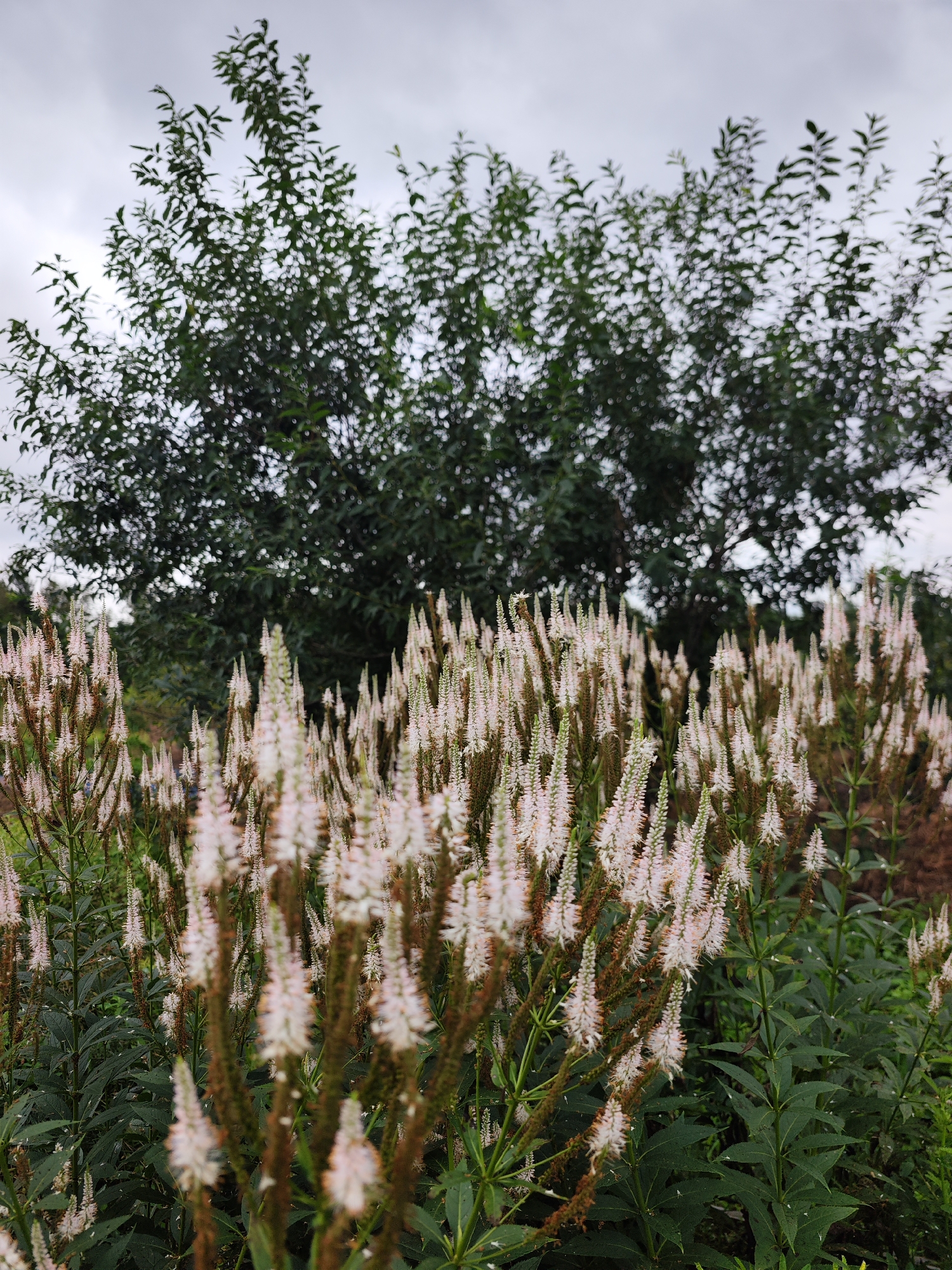 The image captures a natural scene with a focus on flowering plants in the foreground and a large tree in the background. The foreground is filled with numerous slender, upright flower spikes, predominantly white with hints of pink and brown, densely packed together. The leaves of these plants are dark green and somewhat coarse. Behind these flowers, a substantial tree with dark green foliage dominates the mid-ground, its branches reaching upwards. The sky above is overcast with a dull, gray hue. The setting appears to be an outdoor environment, likely a garden or park, given the cultivated appearance of the flowers. No people or specific landmarks are visible, making it difficult to pinpoint an exact location within Solovei-Kliuch, Russia, other than it is an exterior, naturalistic setting.