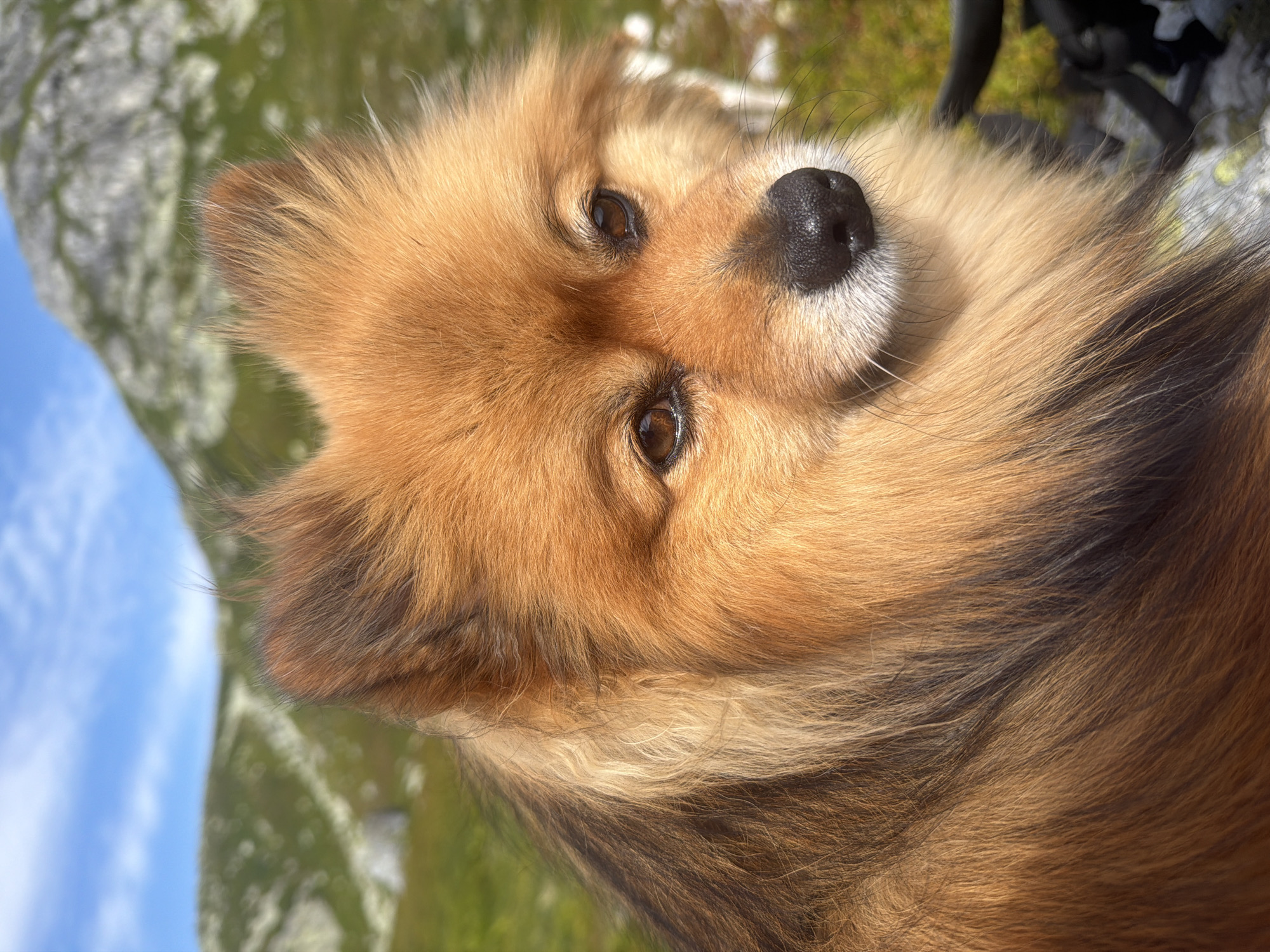 A close-up, eye-level, vertical shot focuses on the head of a medium-sized Pomeranian dog with reddish-brown fur. The dog's face is partially obscured by its dense fur, but its dark eyes, black nose, and white whiskers are visible. The dog is looking slightly to the right of the camera. The background is blurred, showing a mountainous landscape with green vegetation and rocky outcrops under a bright blue sky with scattered clouds. The scene appears to be in Ormemyr, Norway, indicated by the natural, mountainous environment.