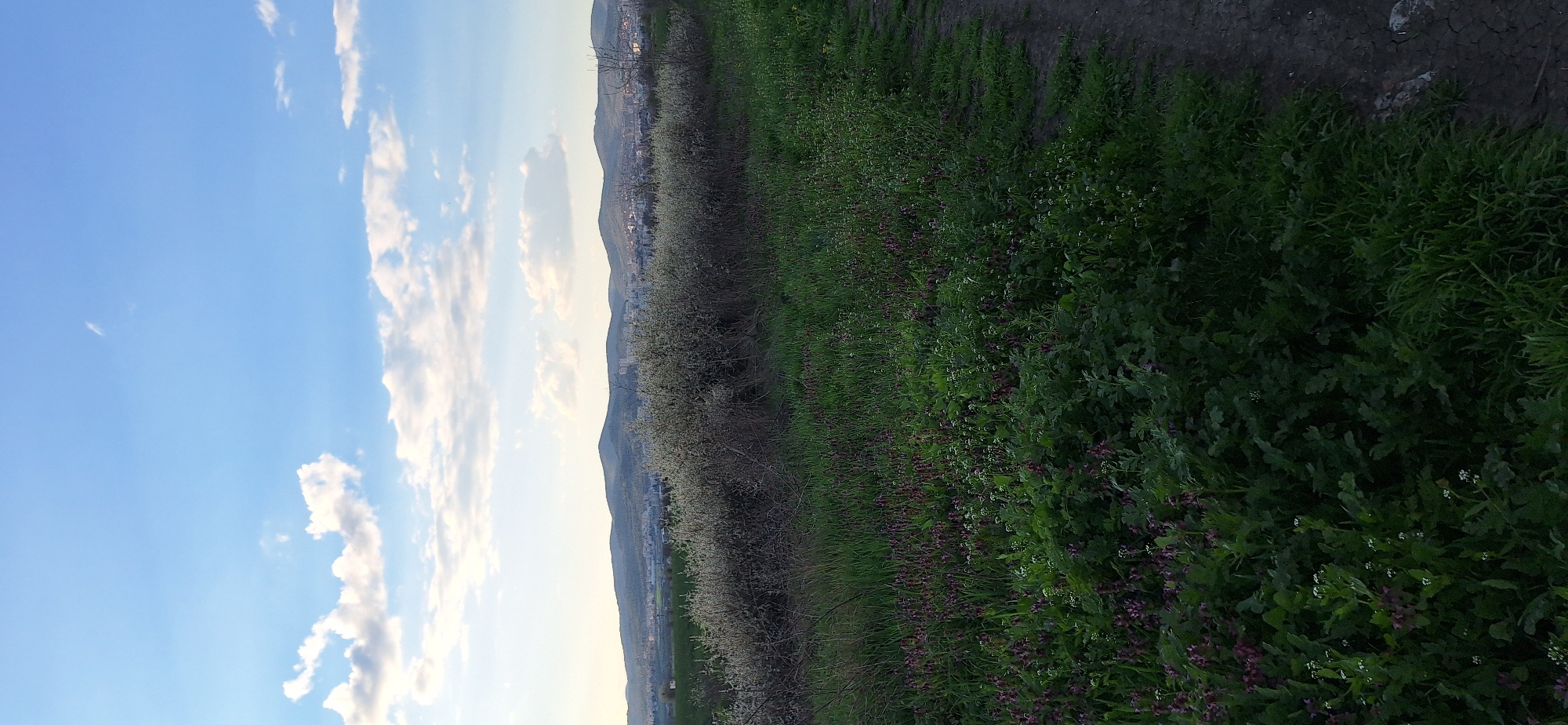 The image depicts a landscape scene near the city of Stara Zagora, Bulgaria. The sky is blue with scattered white clouds. In the distance, there are hills and a section of the city visible. In the foreground, there is vegetation, including trees with white blossoms, grass, and other plants. The vegetation is denser on the right side of the image, transitioning into a less dense area with trees towards the left. There is a path or edge of dirt that appears to be bordering the area with vegetation.