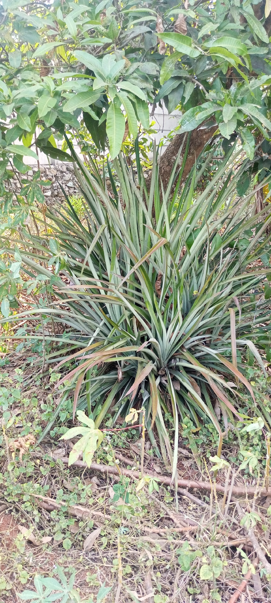A mature pineapple plant with long, spiky green leaves is centrally located in an outdoor environment. The plant appears to be growing in the ground, surrounded by dry leaves, twigs, and some smaller green plants. In the background, a tree trunk is visible to the right, and the foliage of other trees, including what appears to be a mango tree with its distinctive leaves, can be seen overhead and to the left. A low stone wall is partially visible behind the pineapple plant on the left side of the image. The lighting suggests it is daytime, possibly late afternoon given the shadows and soft light. The scene depicts a natural, somewhat unkempt garden or yard. There are no people or animals visible in the image.