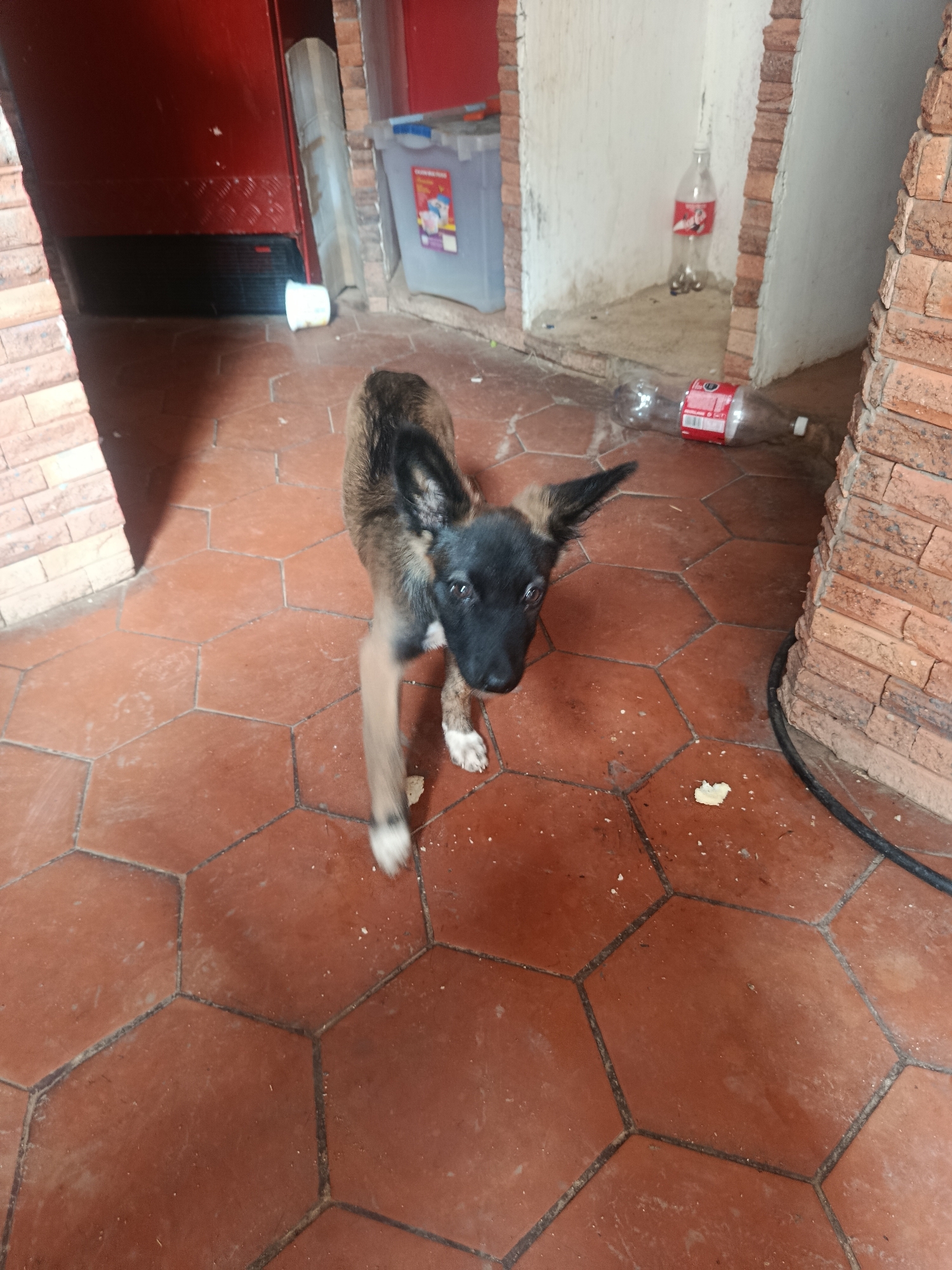 A medium-angle indoor shot shows a young dog with black and brown fur standing on a red tile floor. The dog is looking towards the camera. The floor is covered with hexagon-shaped tiles. Behind the dog, there are two red brick columns and a white alcove where a plastic bottle and a plastic storage container are located. There is a red metal cabinet door in the background. The scene is indoors and is possibly located in the city of Juan Griego, Venezuela.