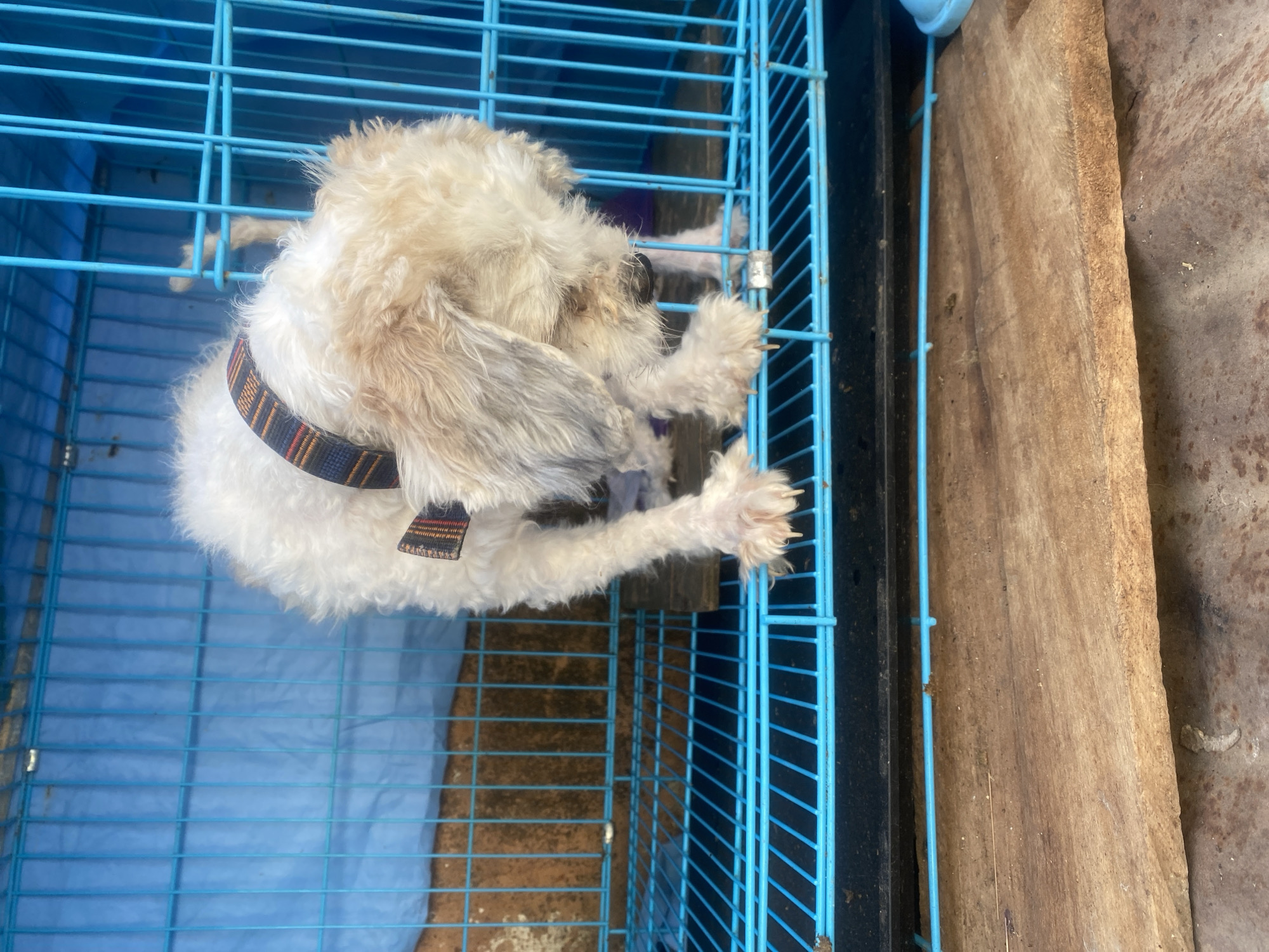 A small, shaggy, white and tan dog with a decorative collar is standing in a blue metal cage. The dog is facing down, appearing to sniff at the cage floor. The cage has a blue fabric liner behind the dog. In the foreground, a rough wooden plank rests on a metallic surface. The scene appears to be outdoors, possibly in an informal setting in the city of Jos, Nigeria.