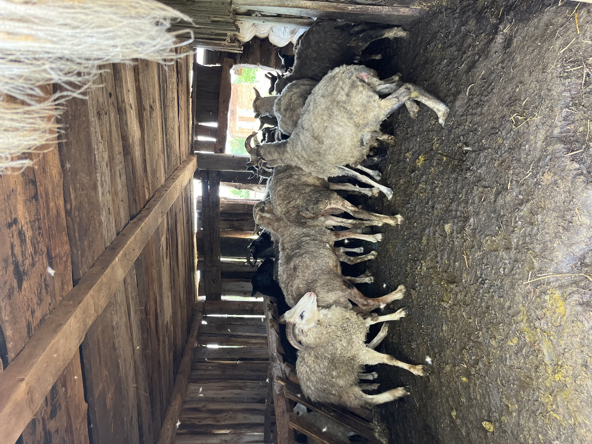 This is a medium shot, taken from a low angle, of a flock of sheep and goats inside a rustic wooden barn. The barn appears to be in a rural area, possibly on the outskirts of the city of Уральское, Russia. The floor of the barn is covered in mud and straw, and the wooden walls and ceiling are weathered and worn. Sunlight streams in through gaps in the wooden walls, illuminating dust motes in the air. The animals are clustered together, with some facing the camera and others with their backs to it. The sheep are of varying colors, from white to dark brown, and some have horns. The goats are darker in color and also have horns. The animals appear to be a mix of adults and younger ones. The overall impression is one of a working farm or animal enclosure, with a focus on the animals themselves and their environment.