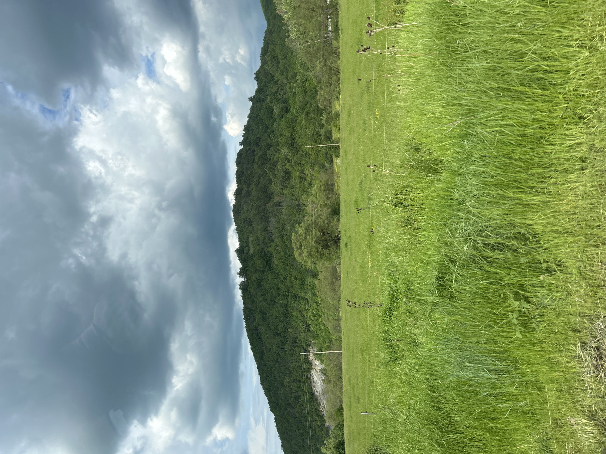 The image presents a landscape with a prominent grassy field on the right. The grass appears lush and green, with some tall brown stalks interspersed. To the left, a densely forested hill or mountain rises, its slope covered in trees. At the base of the mountain, there is an area of exposed rock or light-colored soil. The sky is dominated by dark, heavy clouds, suggesting an overcast or stormy weather. Some power lines or fences can be seen stretching across the field, adding a man-made element to the natural scene. The location is unknown.