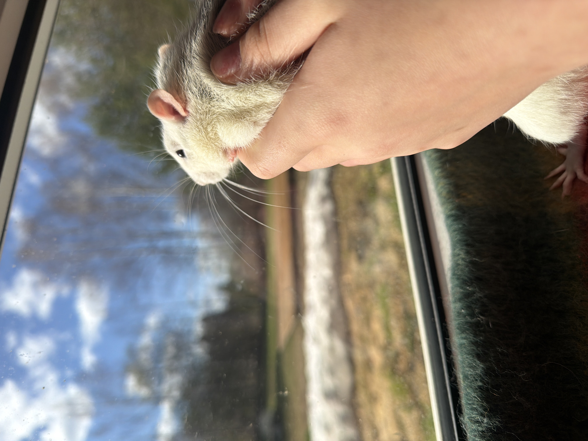 A white and light grey rat is held in a hand in front of a window. The window reflects a blue sky with white clouds and an unclear landscape. The background is unclear, but it appears to be an outdoor setting. The location in Markovo, Russia is unknown from the image.