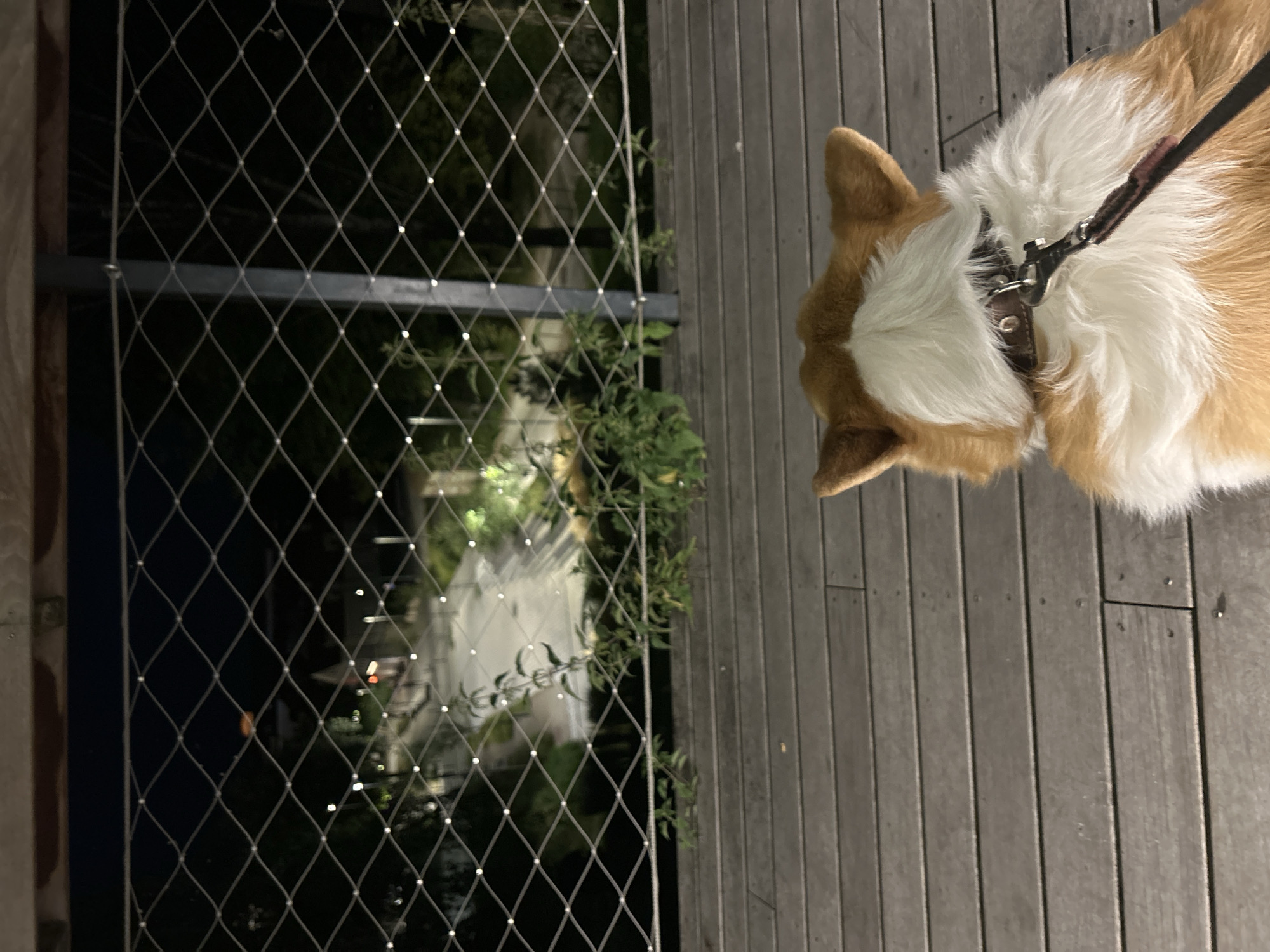The image depicts a corgi dog from behind, standing on a wooden deck at night. The dog is wearing a collar and leash. Beyond the dog, a metal mesh fence separates the deck from a pathway illuminated by lights. In the background, a bridge and trees are visible. The scene appears to be a public park or walkway. The exact location in Vilnius, Lithuania, cannot be determined from the image alone.
