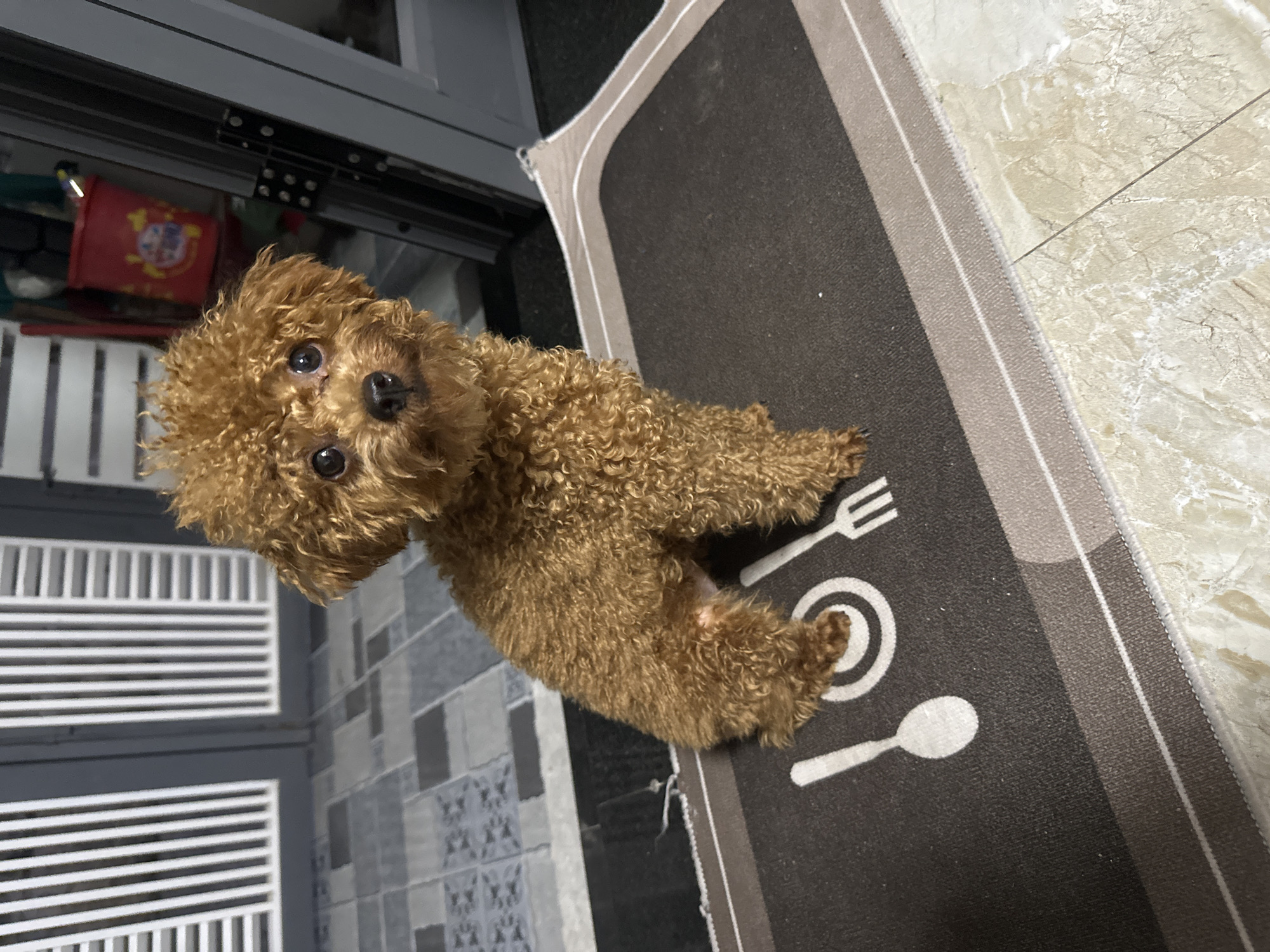 A brown poodle is sitting on a gray and black mat with utensil designs. The mat is on a tiled floor. A door or window frame is visible above and to the left of the dog. The location is implied to be in Bac Nha Trang Ward, Vietnam.