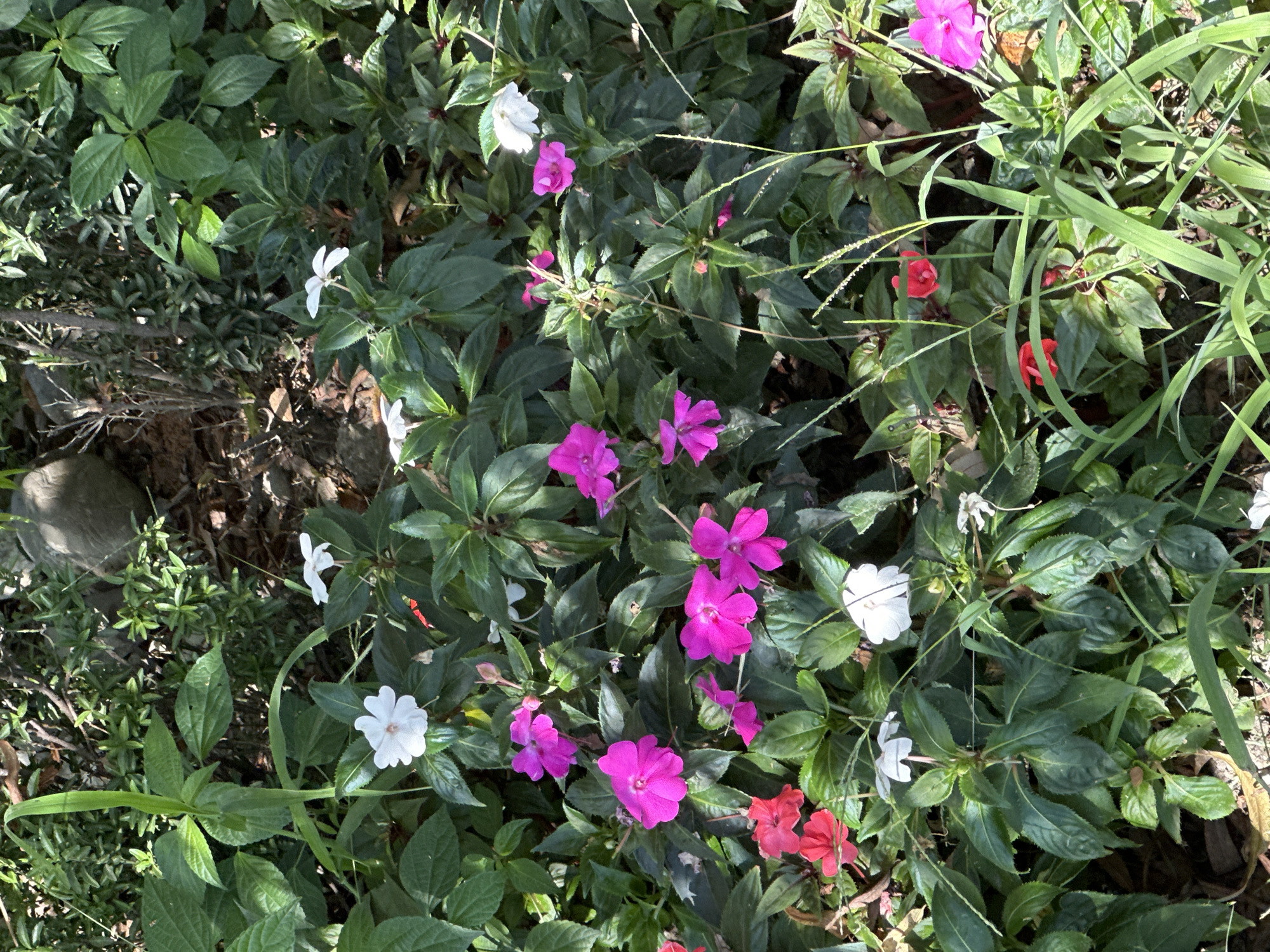 The image depicts a dense patch of garden foliage with numerous flowers in bloom. Dominant colors are various shades of green from the leaves, and vibrant pinks, whites, and reds from the flowers. The flowers appear to be impatiens, with delicate petals. The setting is outdoors, with dappled sunlight suggesting it is daytime. There are no people visible in the image. The environment appears to be a well-maintained garden, possibly in a residential or public park area. The image does not provide any specific details that would place it in Sochi, Russia.