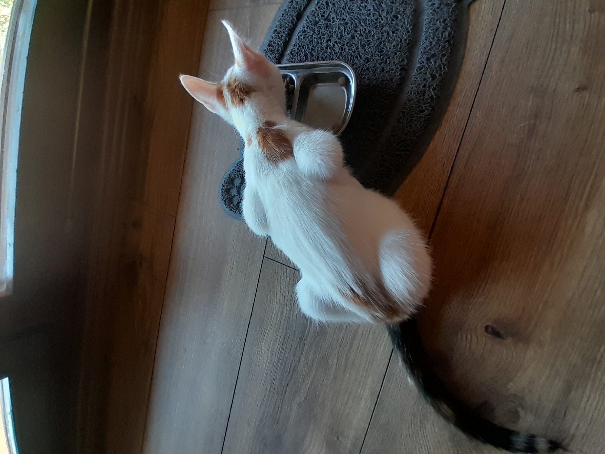 A white cat with orange markings is eating from a metal food bowl placed on a dark gray mat on a wooden floor. The cat's tail, which is black and white striped, extends to the left. The scene appears to be indoors, near a window or door. No specific location in Subotica, Serbia, can be determined from the image.