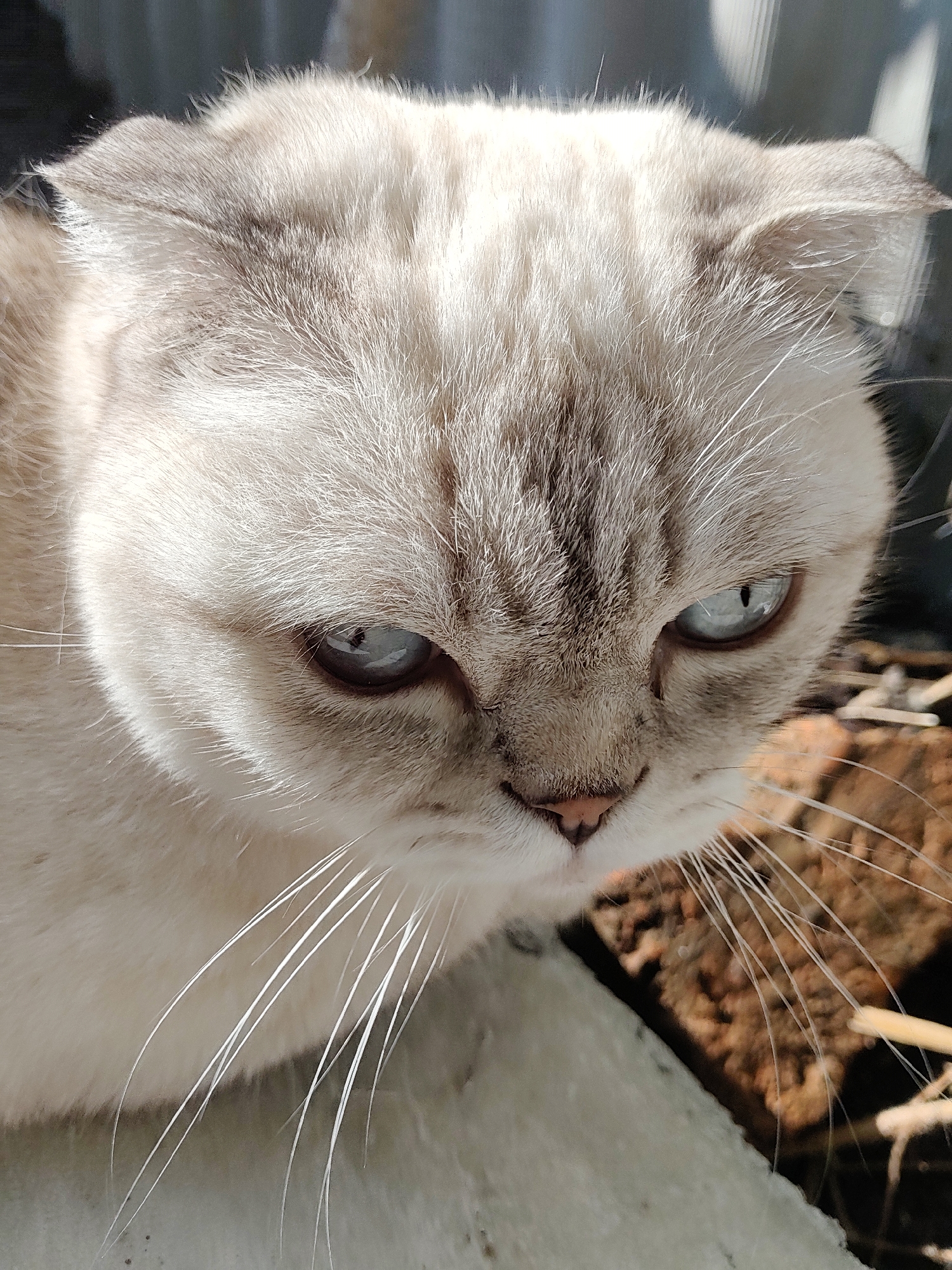 A close-up, low-angle shot features the face of a Scottish Fold cat with light-colored fur and blue eyes, looking downwards. The cat's ears are folded forward. Sunlight illuminates the cat's face, casting shadows and highlighting the texture of its fur. The background is blurred, showing dark vertical lines on the left, likely a fence or blinds, and reddish-brown, rough textured objects on the right, possibly wood or brick debris. A light-colored, textured surface is visible in the foreground, on which the cat is resting. There is no indication of the city of Kharkiv, Ukraine, or any specific location within it.