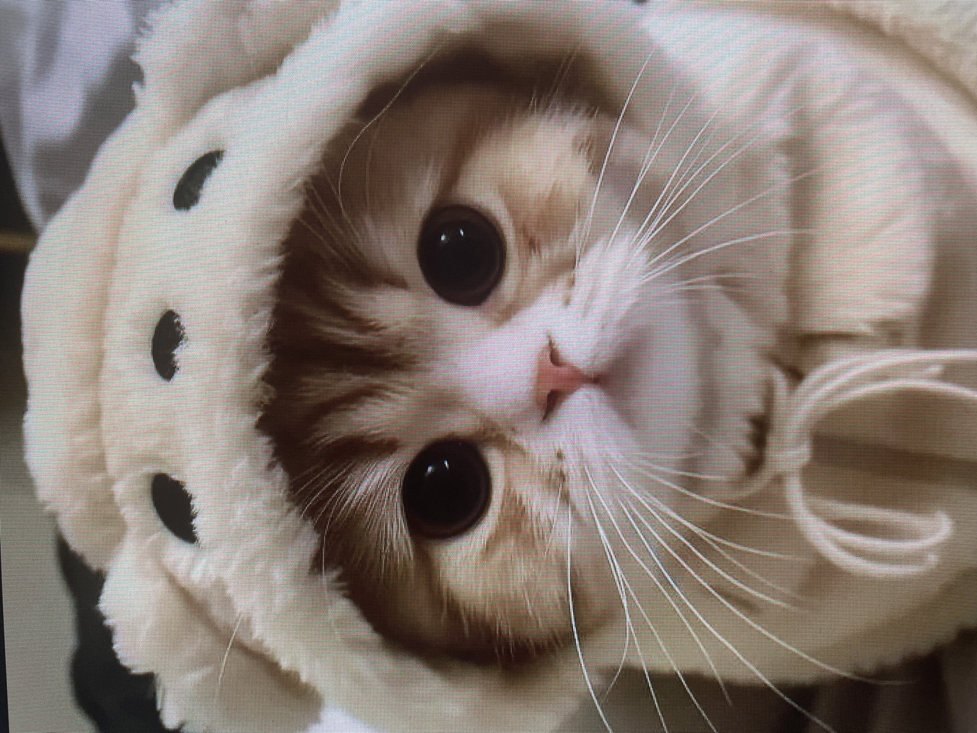 A close-up, low-angle, eye-level shot shows the face of a Scottish Fold cat wearing a fluffy, light-colored hood with dark circular accents resembling bear ears and eyes. The cat has large, dark eyes and a small pink nose. Its fur is a mix of white and orange tabby stripes. The hood is cinched with a drawstring. The background is a soft, blurred light gray. The image appears to be taken indoors, possibly in a home environment. The location is Unknown, Unknown.