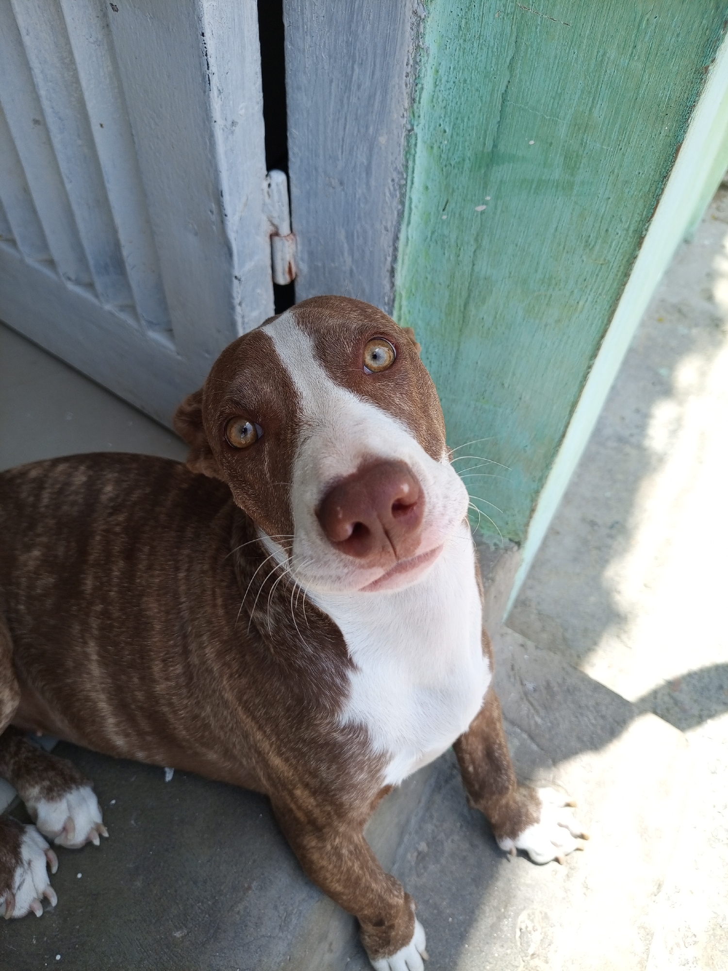 A brown and white brindle dog is lying on a concrete surface near a light grey wooden door and a green painted wall. The dog has a brown nose, white chest, and white paws. The location in the city of Porlamar, Venezuela is not discernible in the image.