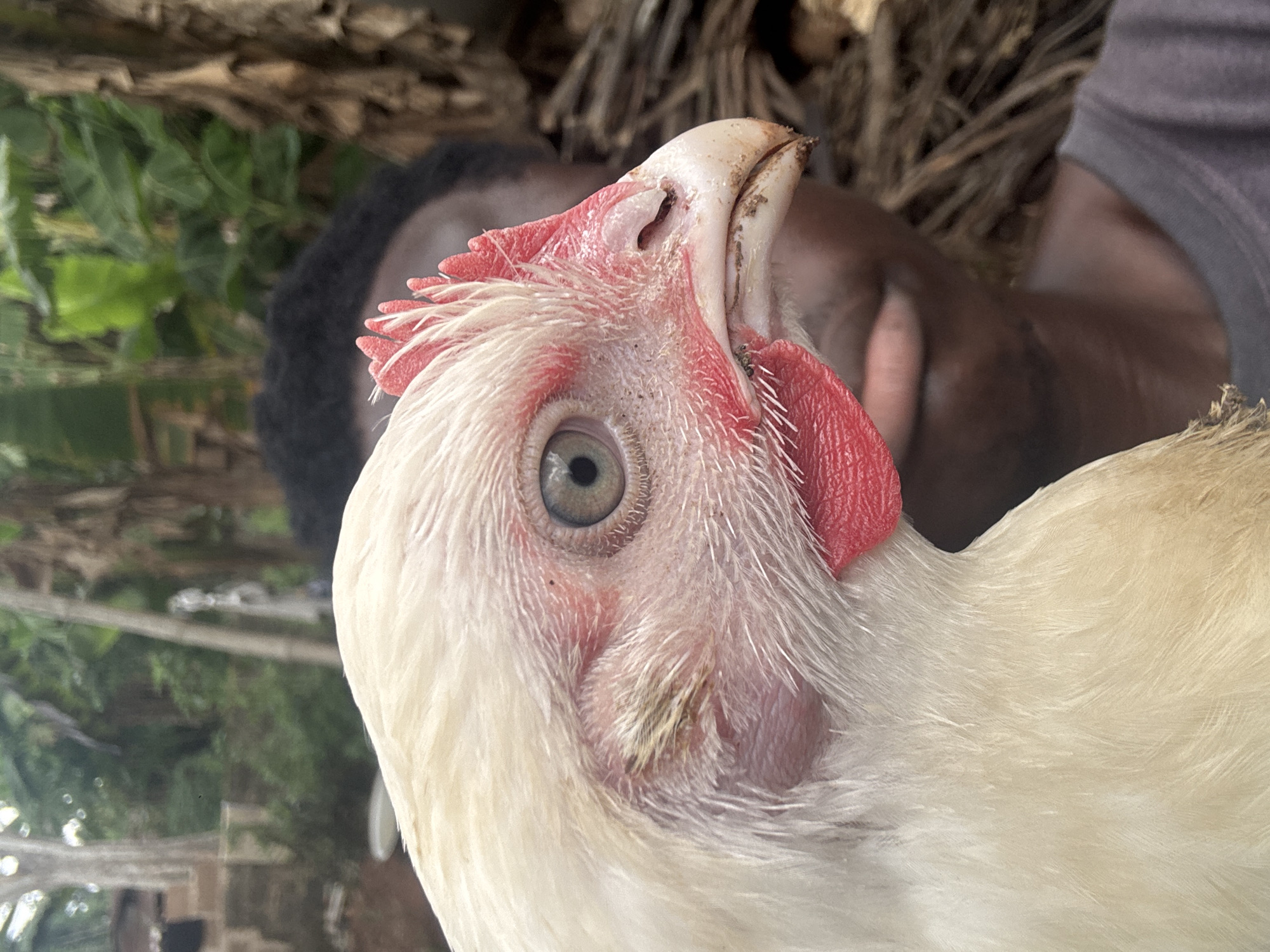 A close-up, ground-level shot shows the head and upper body of a white chicken. The chicken's head is tilted upward, exposing its light-colored beak, red comb, and gray-blue eye. Behind the chicken's head are glimpses of a dark-skinned person with short, dark hair, partially obscured by the chicken and surrounding foliage. The background also includes greenery and elements of a blurred environment, suggesting an outdoor setting. This image, taken in Eziudo, Nigeria, focuses on the chicken, with a secondary presence of a person and natural environment.