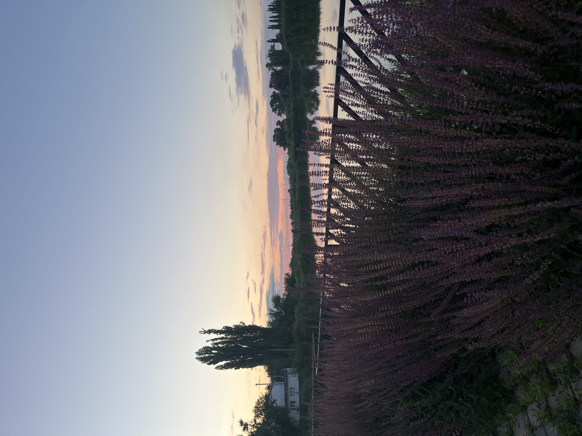 The image depicts a serene waterscape at dusk, likely in Kotovo, Russia, given the prompt. In the foreground, a dense cluster of tall, purple flowering plants with thin stalks dominates the lower portion of the frame, partially obscuring a dark metal railing. Beyond the railing, a calm body of water reflects the soft hues of the twilight sky. The sky itself transitions from a pale blue at the top to warm shades of pink and orange near the horizon, where scattered clouds are visible. A line of dark green trees and foliage borders the far bank of the water, with a few buildings and structures interspersed amongst them. Notably, a tall, slender, dark tree stands prominently on the left side of the frame, near a white building with a blue stripe. The overall impression is one of tranquility and natural beauty in the late evening.