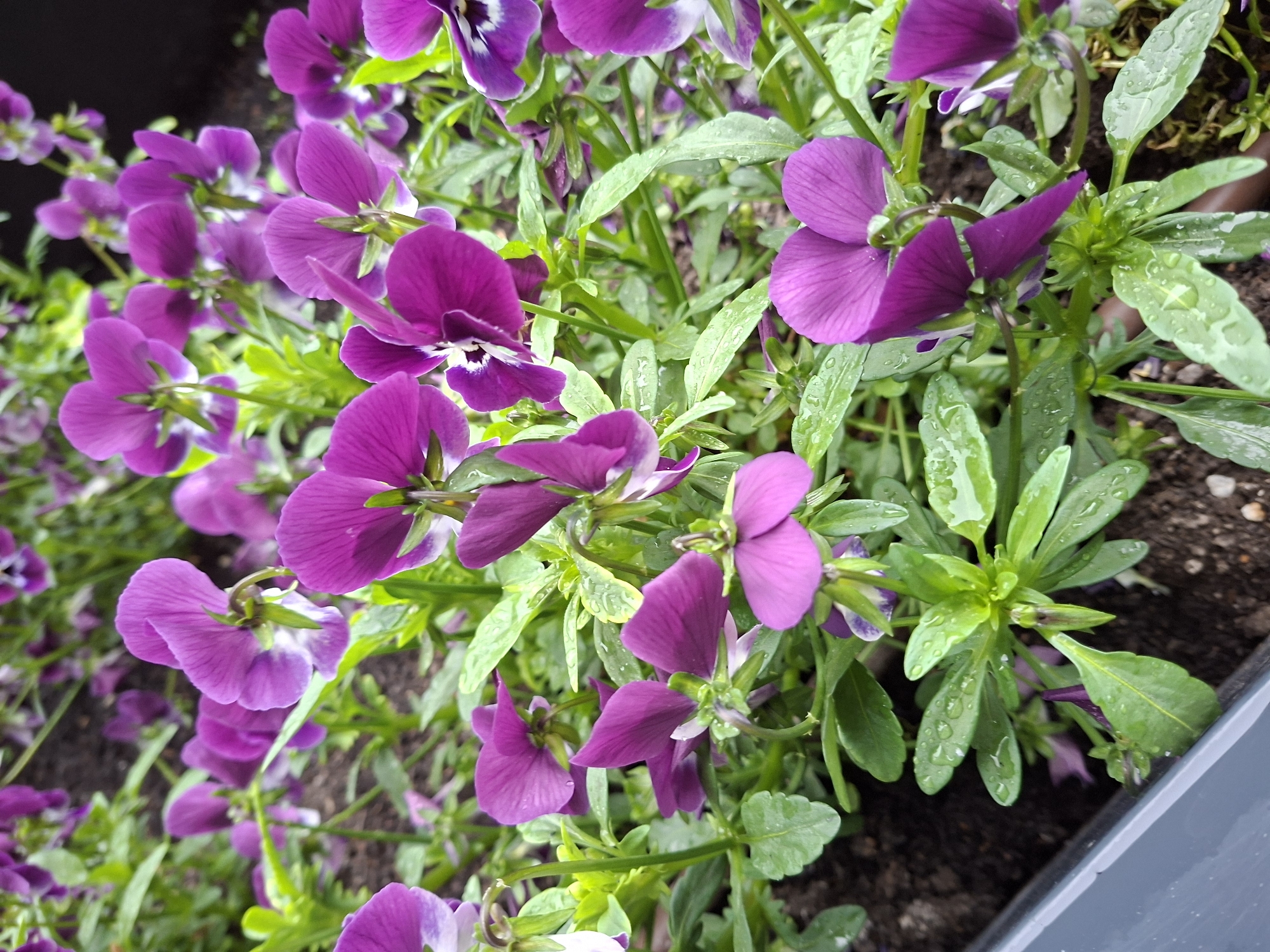 The image shows a close-up view of purple and white pansies growing in a pot. The flowers are in full bloom, and water droplets are visible on some of the petals and leaves. The pot appears to be rectangular and made of a dark-colored material. The location is unknown, and there is no indication that the image was taken in Plovdiv, Bulgaria. No people or interactions are visible in the scene. The primary focus is on the flowers and their immediate surroundings.