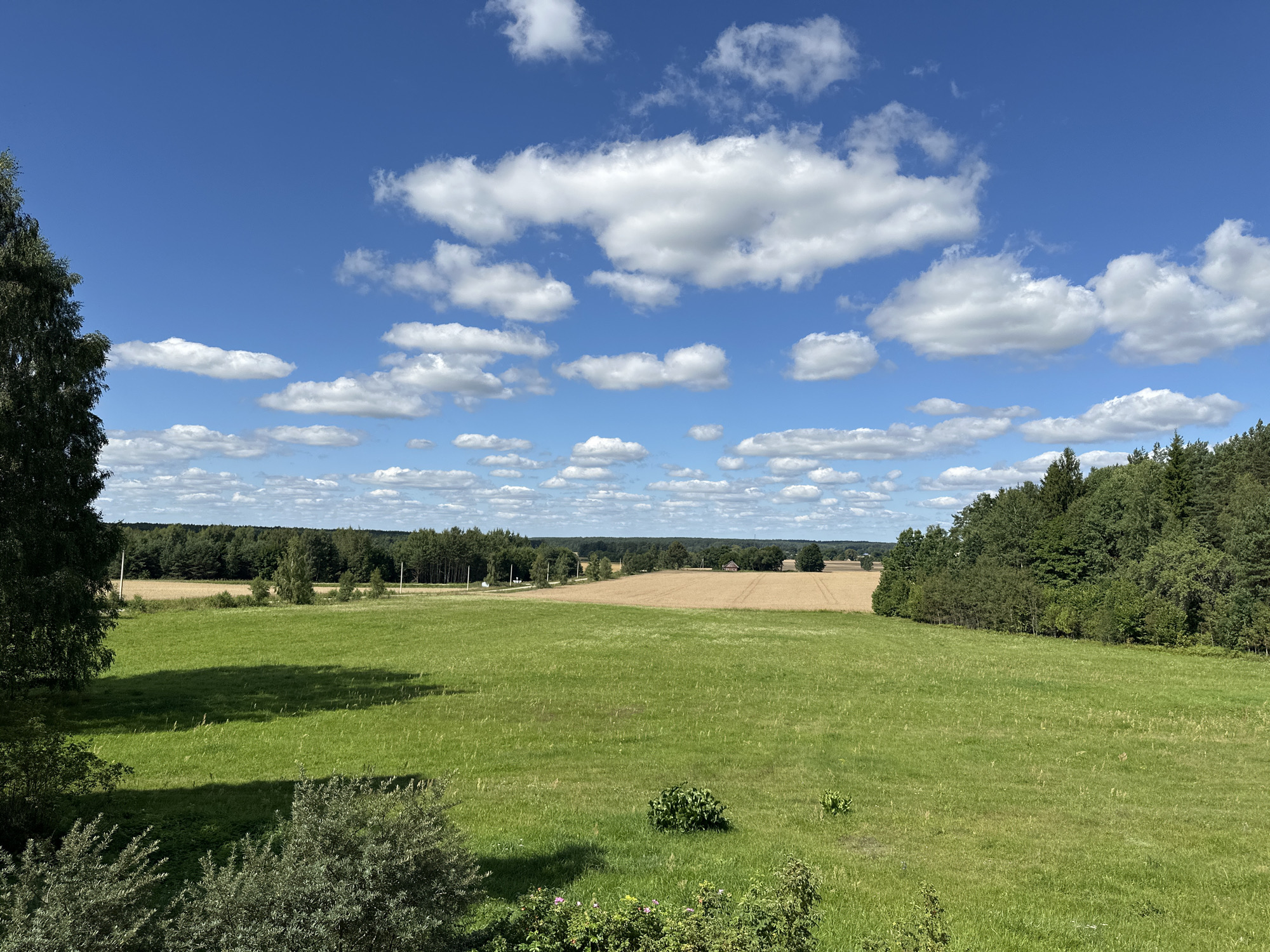 The image depicts a wide, panoramic view of a rural landscape under a bright blue sky dotted with fluffy white clouds. The foreground is dominated by a lush green meadow, with a distinct shadow cast across it from an unseen object to the left. In the middle ground, there is a field of golden, harvested crops, likely wheat or barley, stretching towards a line of dense, dark green trees that form the horizon. Further into the distance, a small red building is visible nestled among the trees. The overall scene conveys a sense of open space and natural beauty, typical of the countryside. The location is identified as being in the vicinity of Norviliškės, Lithuania. There are no people or animals visible in the image.