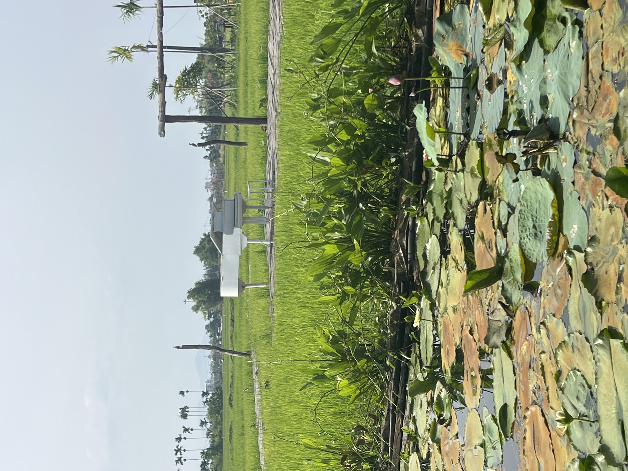 This is a photograph of a picturesque scene in the city of Hoi An, Vietnam, likely taken in the rural outskirts where rice paddies are abundant. In the foreground, a tranquil pond is filled with numerous lily pads, some of which are a deep green, while others have taken on autumnal hues of brown and orange. A few delicate white water lilies and closed pink buds are visible, adding pops of color to the water's surface. Beyond the pond, a lush green rice paddy stretches out, its vibrant stalks reaching towards the sky. A raised wooden walkway meanders through the field, leading towards a stark white grand piano with an accompanying bench. The piano is an unusual art installation, contrasting sharply with the natural surroundings. In the background, a few slender palm trees punctuate the horizon, and in the far distance, faint outlines of buildings and mountains can be discerned under a pale blue sky. Two weathered wooden posts, possibly remnants of a fence or part of a rustic structure, stand sentinel in the rice paddy, one of them with a small bird perched atop it. Another wooden structure, resembling a simple swing set or arbor, is visible to the right of the walkway. The overall impression is one of serene natural beauty intertwined with a touch of artistic whimsy.