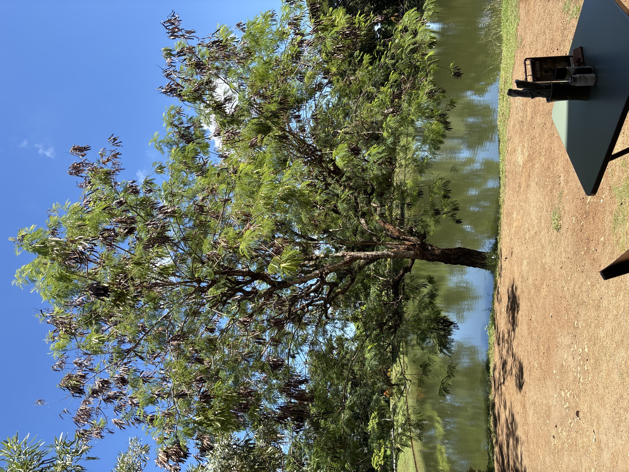 This media file captures a serene outdoor scene, likely in Kuta Selatan, Indonesia, under a bright blue sky. A large, prominent tree dominates the left side of the frame, its sturdy trunk and expansive canopy filled with lush green, fern-like foliage. Numerous elongated, dark brown seed pods hang conspicuously from its branches.
To the right of the tree, a calm body of water, possibly a pond or lake, reflects the sky and surrounding greenery. The water appears a muted green-brown. A reddish-brown dirt path or ground runs between the tree and the water's edge, showing some patches of grass.
On the far right, a dark-colored table is positioned on the ground. Several items are arranged on the table: a wooden box or container, a metal caddy holding various tools or brushes, and a glass jar. No people are visible in the scene.
The image was taken on a clear, sunny day, indicated by the brilliant blue sky with a few scattered white clouds and strong shadows cast on the ground. The time of day appears to be midday or early afternoon. The overall impression is one of peaceful natural beauty. No legible text is visible on any of the objects.