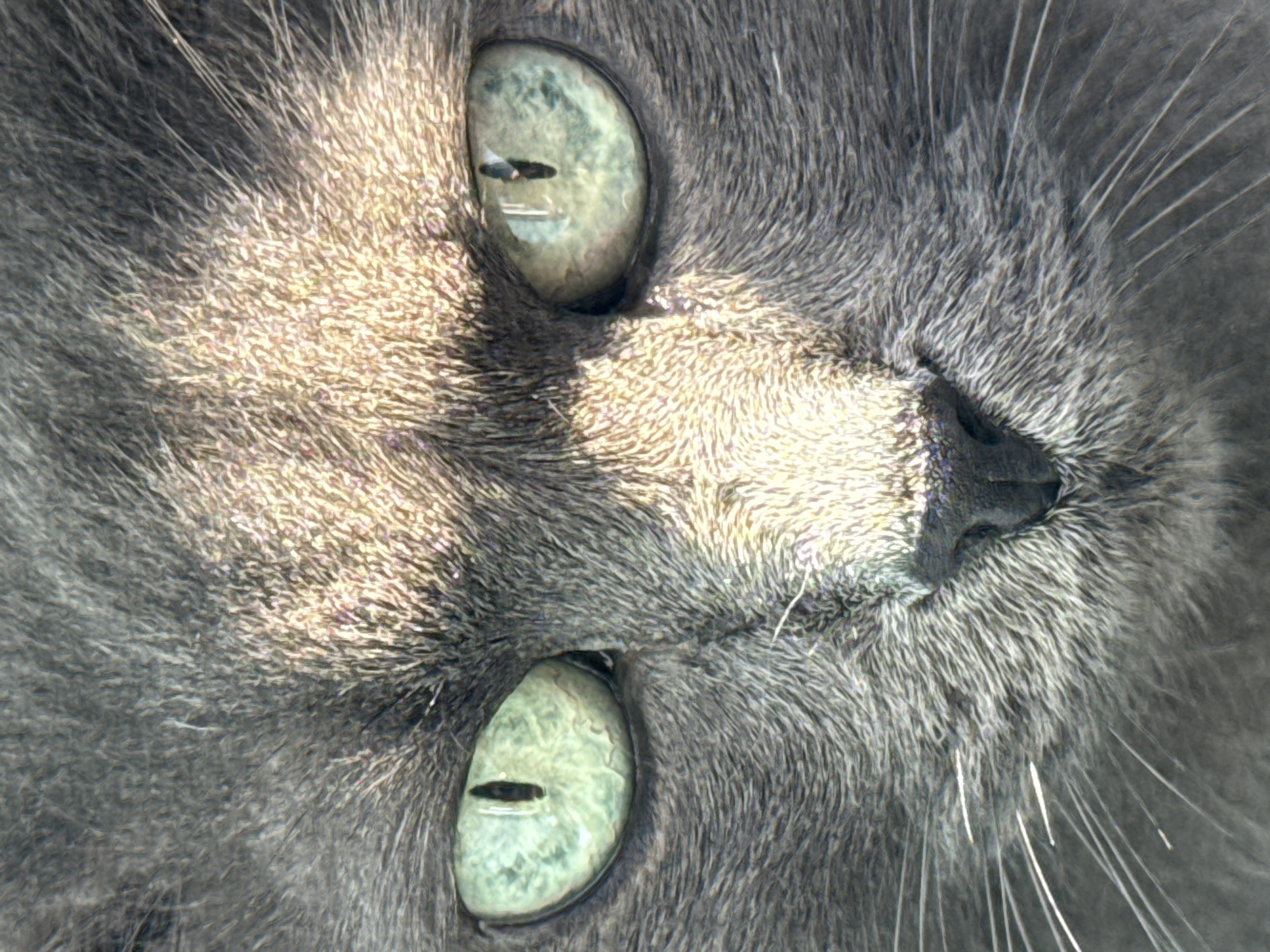 A close-up, head-on shot of a gray cat's face fills the frame. The cat has striking green eyes with vertical pupils, which are centrally located and prominent. Sunlight casts dramatic shadows and highlights across the cat's fur, particularly on its forehead, accentuating the texture of its fur. The cat's nose is dark and slightly moist, and long white whiskers fan out from its muzzle. The background is out of focus, suggesting a shallow depth of field. The image is a portrait of the cat, focusing on its facial features and the interplay of light and shadow. There are no discernible elements within the image that indicate a specific location, including the city of Ivanovo, Russia.