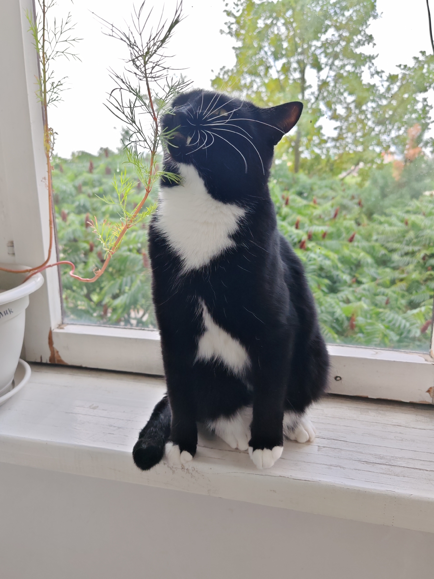 A black and white cat sits on a windowsill, facing left, with its head tilted towards a thin plant. The cat has white fur on its chest and paws. Behind the cat, a window shows a blur of green trees and foliage. A white flowerpot is visible to the left of the cat. The windowsill appears to be made of white-painted wood. The scene is likely indoors, near a window overlooking an outdoor environment. No specific location in Brest, Belarus, can be determined from the image.