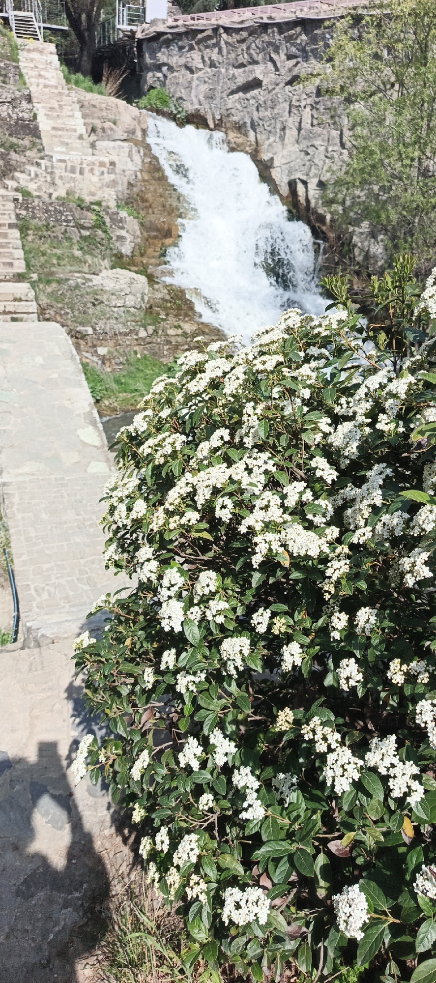 The image captures a scene at the Tbilisi Botanical Garden in Tbilisi, Georgia. A waterfall cascades down a rock face in the background. Stone steps lead to the top of the waterfall. In the foreground is a bush covered in white flowers. A stone pathway runs alongside the bush. A shadow cast on the pathway suggests a person taking the photo.