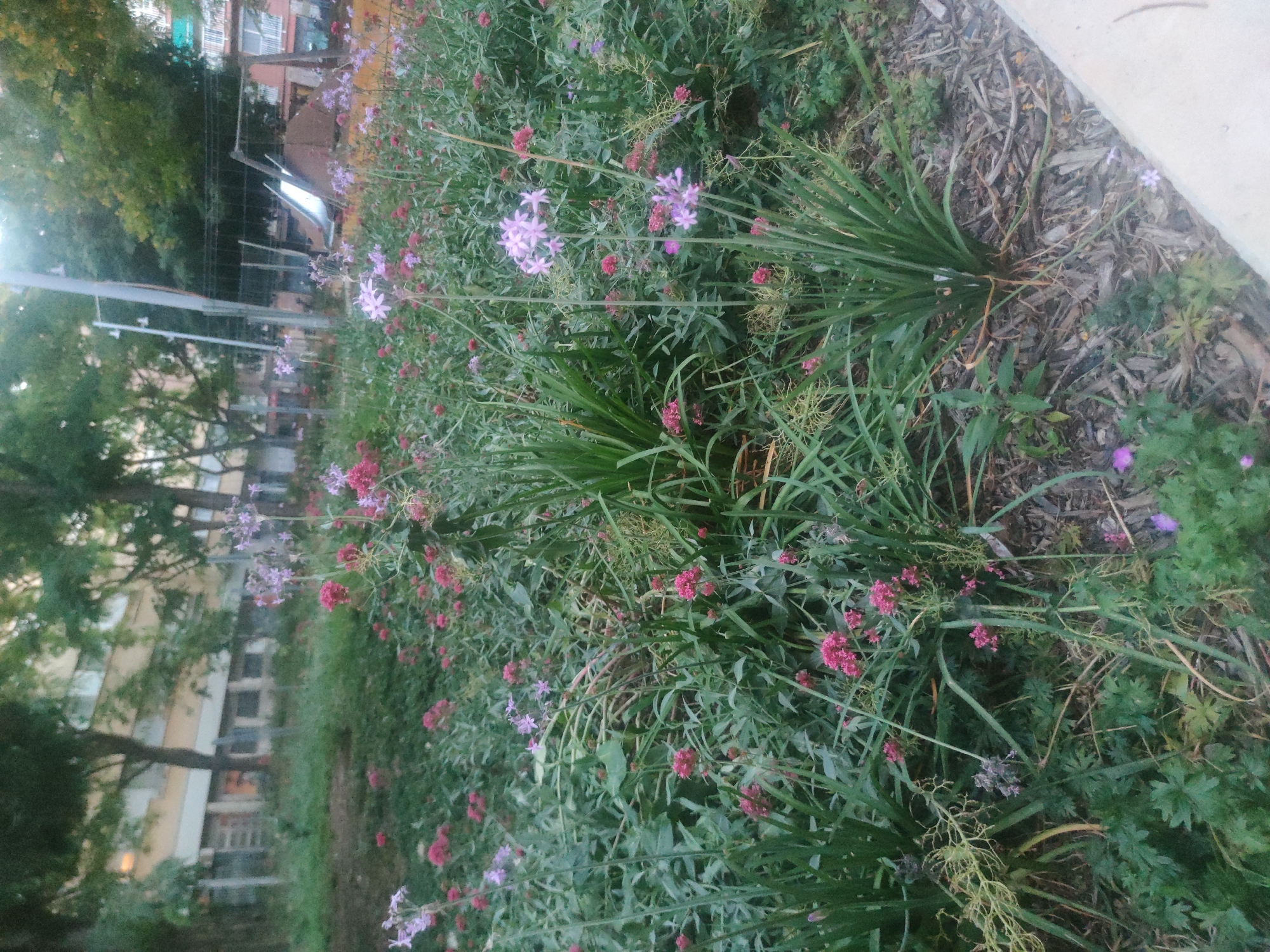 The image depicts a dense, overgrown garden bed with a variety of flowers and foliage. Pink and purple flowers are interspersed among tall, green grass-like plants and broad, leafy greens. In the background, there is a building with a light-colored facade and windows, and trees with full canopies. A playground structure, including a slide, is visible to the right, behind a black metal fence. The ground is covered with mulch and some fallen leaves. The scene appears to be an outdoor urban setting, likely a park or community space, in the city of Unknown, Unknown.