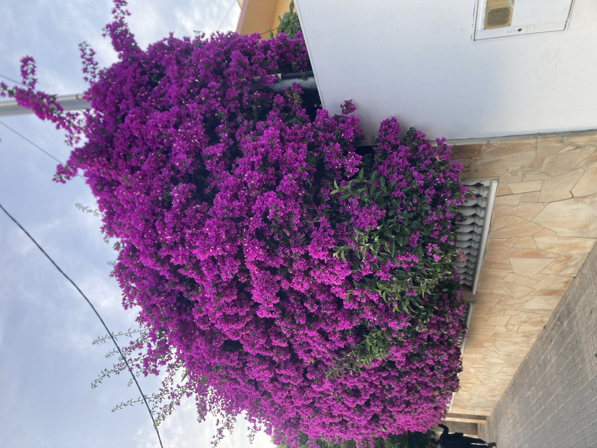 The image shows a vibrant display of purple bougainvillea flowers cascading over a wall in Castelldefels, Spain. The flowers are so dense they form a thick curtain of color, obscuring much of the wall beneath. The wall itself is made of light-colored stone tiles, with a white section on the right side of the frame. A white balustrade runs along the top of the stone wall, separating it from the flowers. In the background, a pole with wires can be seen, suggesting an urban or suburban setting. A person in dark clothing is walking away from the camera on a paved sidewalk to the left of the wall. The sky above is a pale blue with scattered clouds, and a building with a yellow facade is visible in the upper right corner.